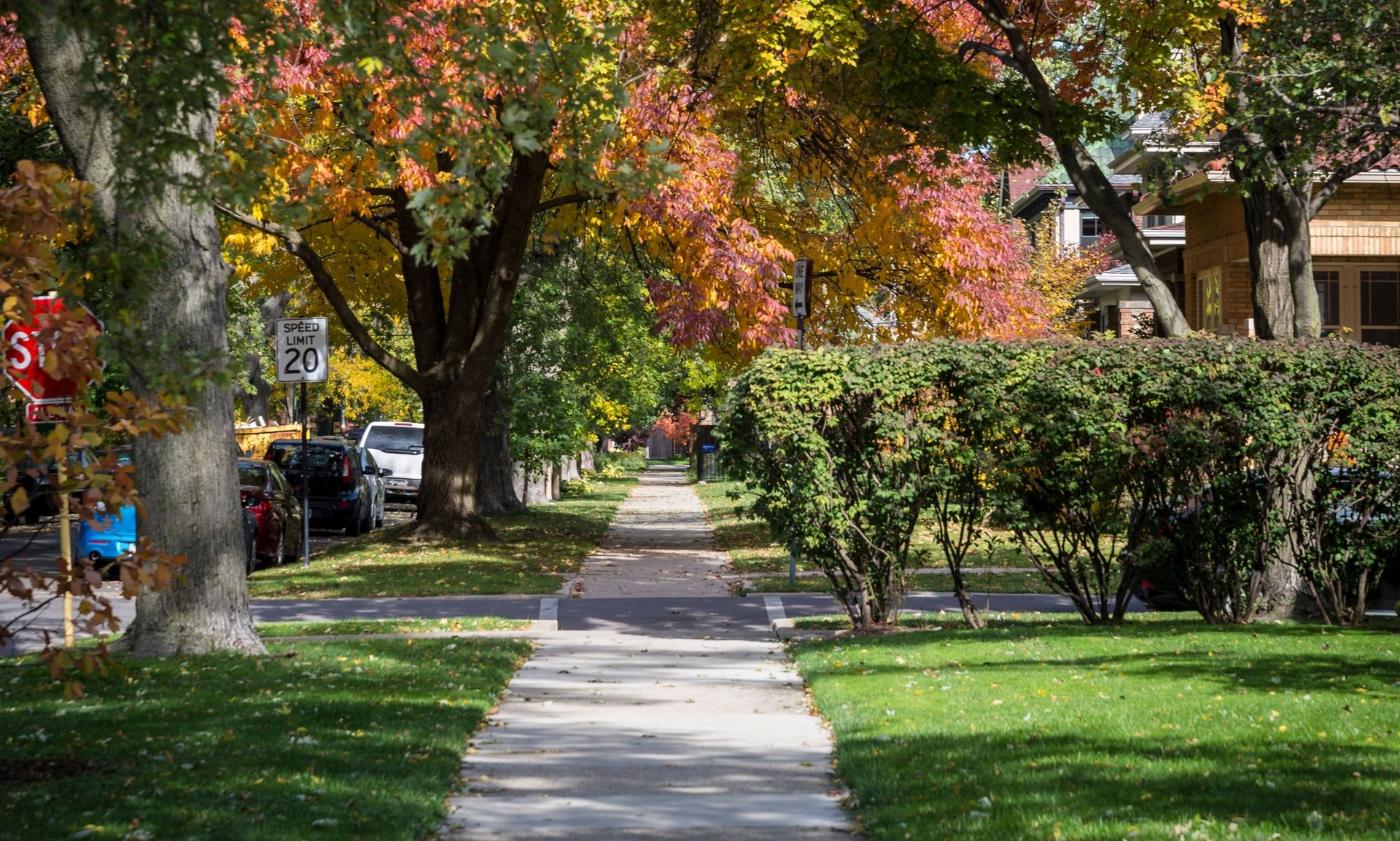 Tree-lined sidewalk in a residential neighborhood with colorful autumn leaves and parked cars