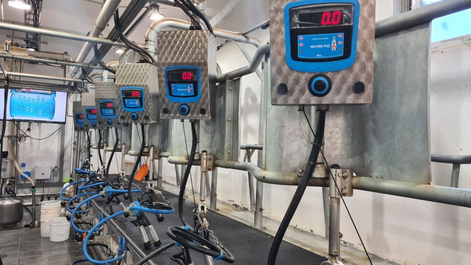 sala mungitura per bovini a spina di pesce
