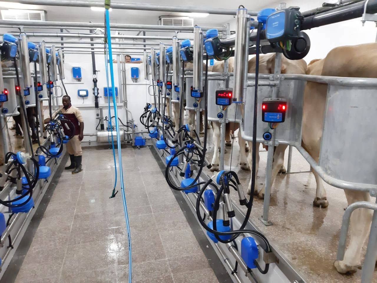 sala mungitura per bovini a spina di pesce