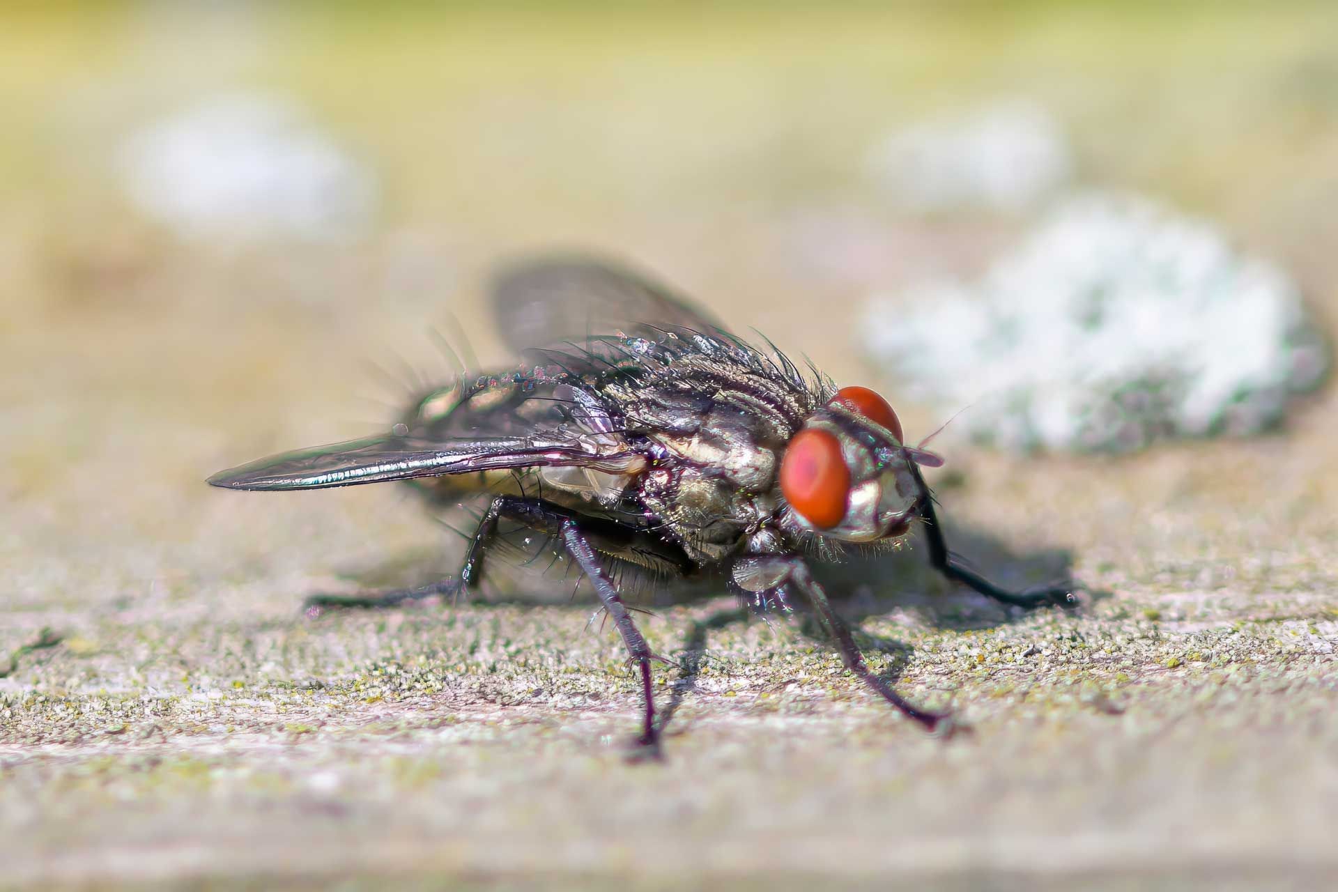 Close-up of a housefly with red eyes resting on a wooden surface outdoors.