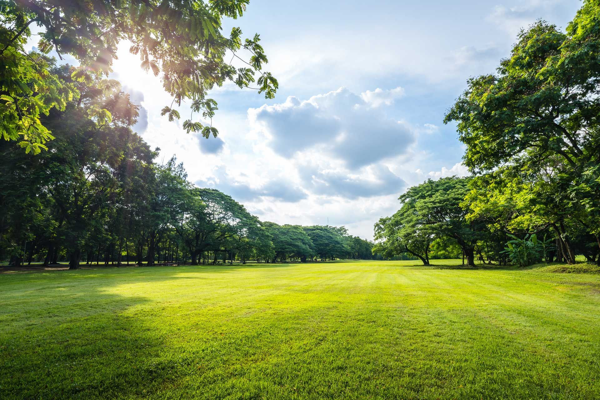 Sunny green park with trees and a grassy field under a partly cloudy sky