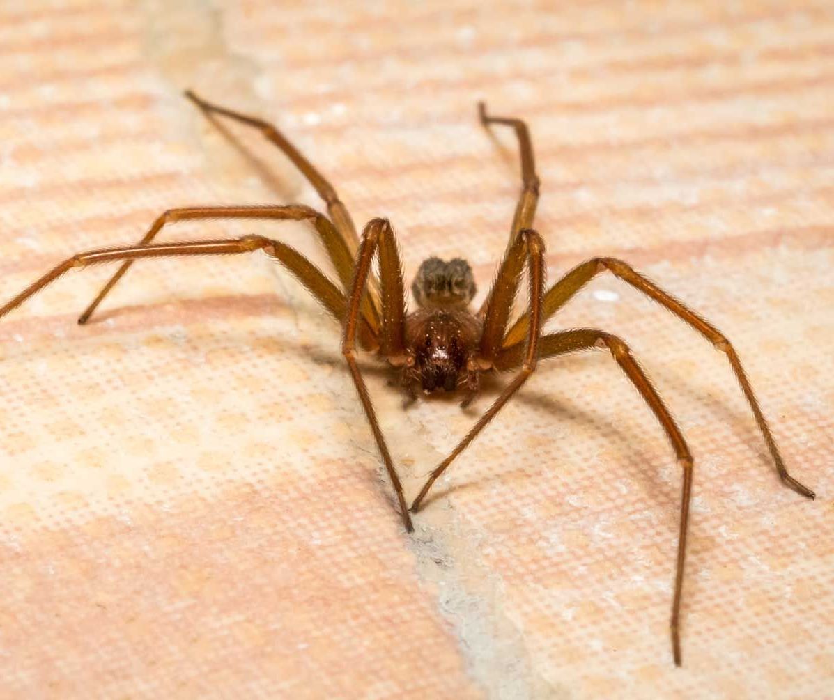 Brown spider on a person’s skin, close-up view