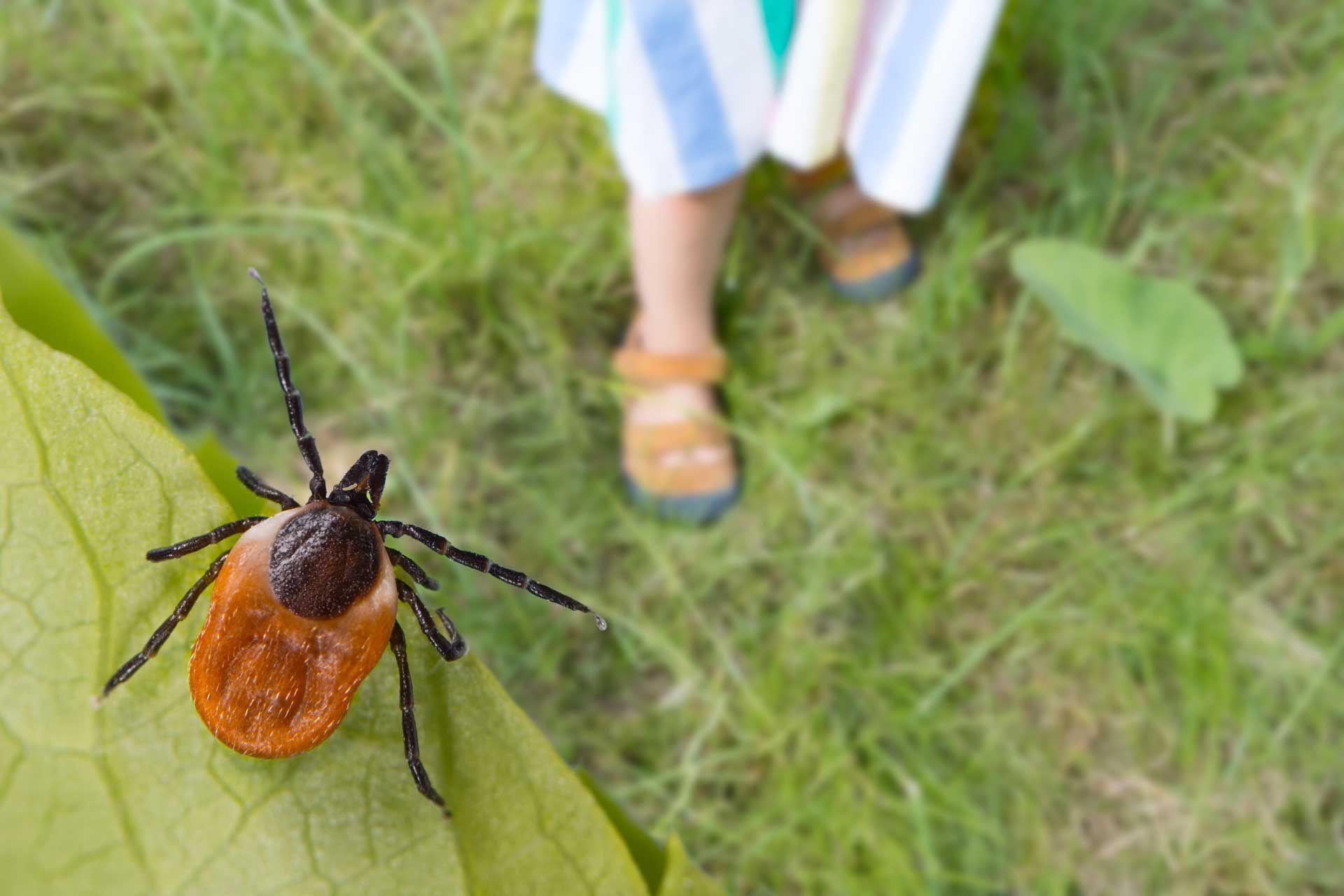 Close-up of a black and orange beetle on grass, with a person’s legs in the background