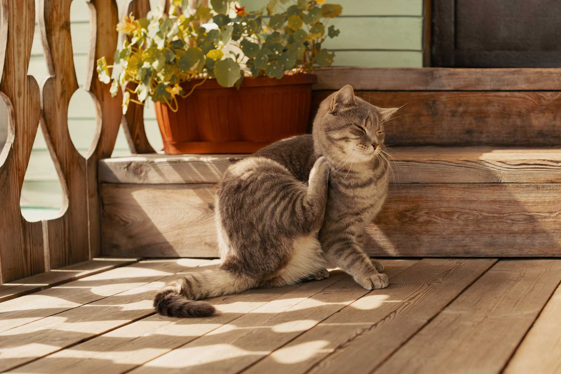 Gray tabby cat sitting on a sunlit wooden porch beside a potted plant