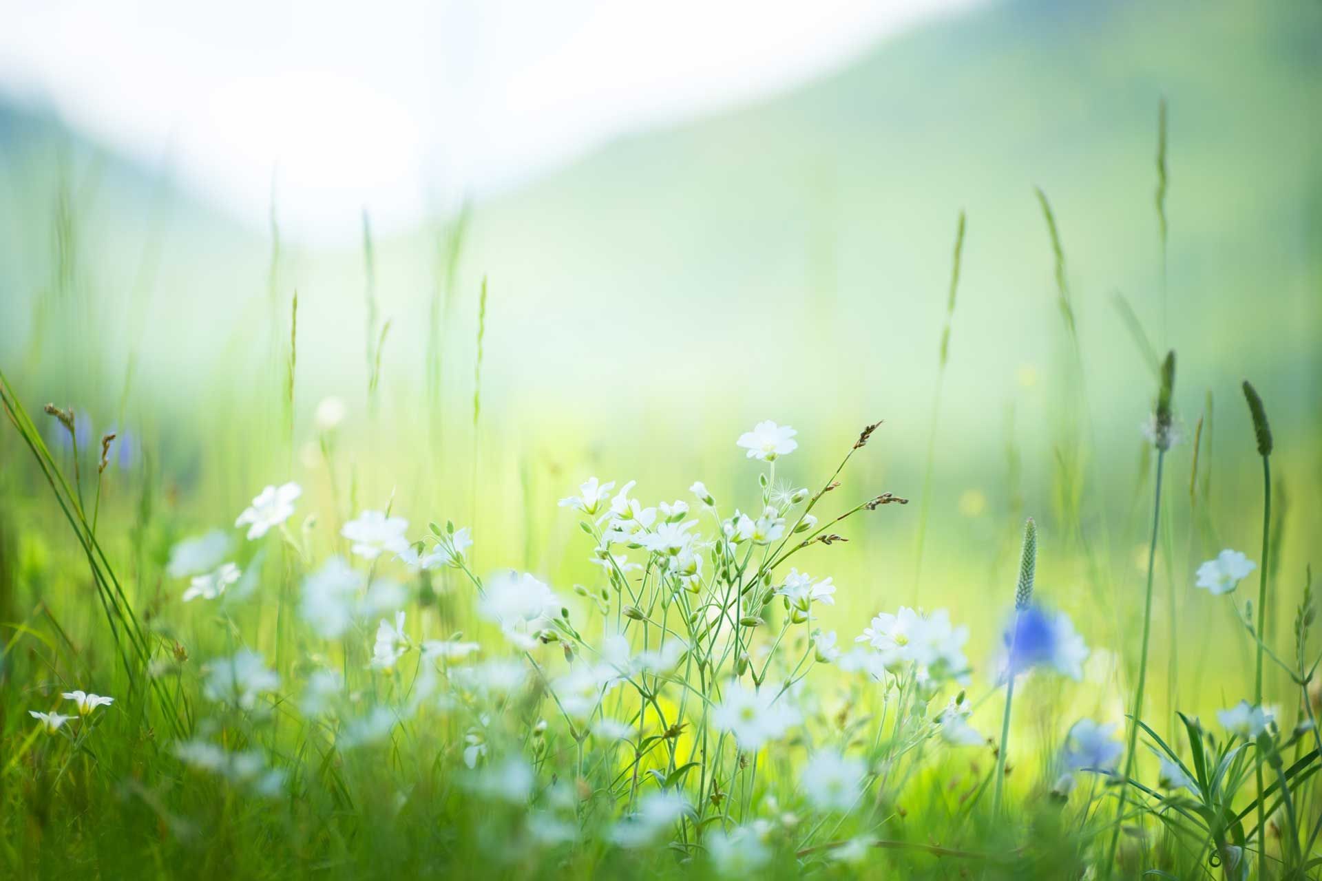 Sunlit meadow with white and blue wildflowers and green grass in a soft blur