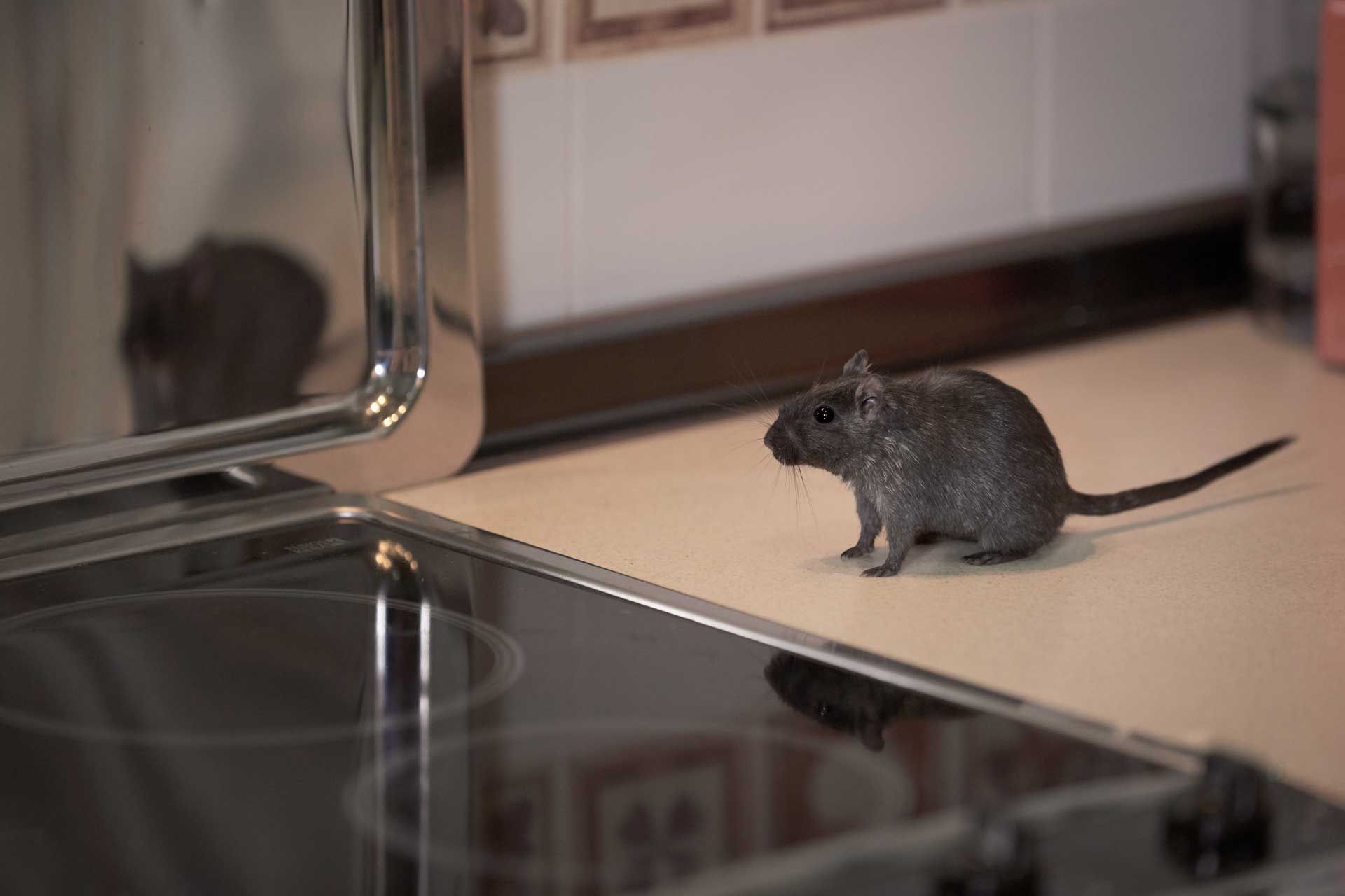 Small gray mouse on a kitchen floor beside a reflective stovetop.