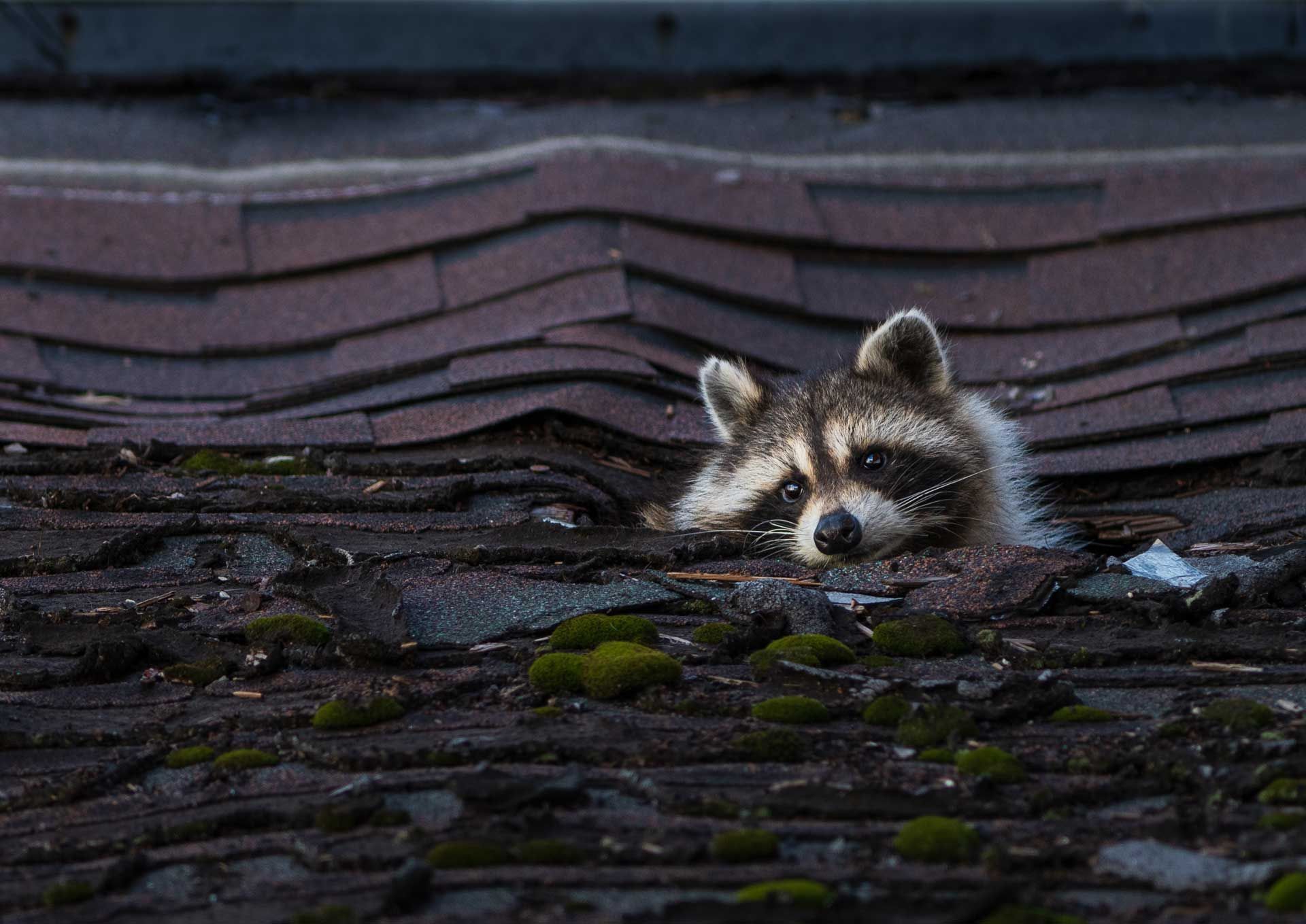 Raccoon peeking out from a dark roof, surrounded by wet shingles and moss