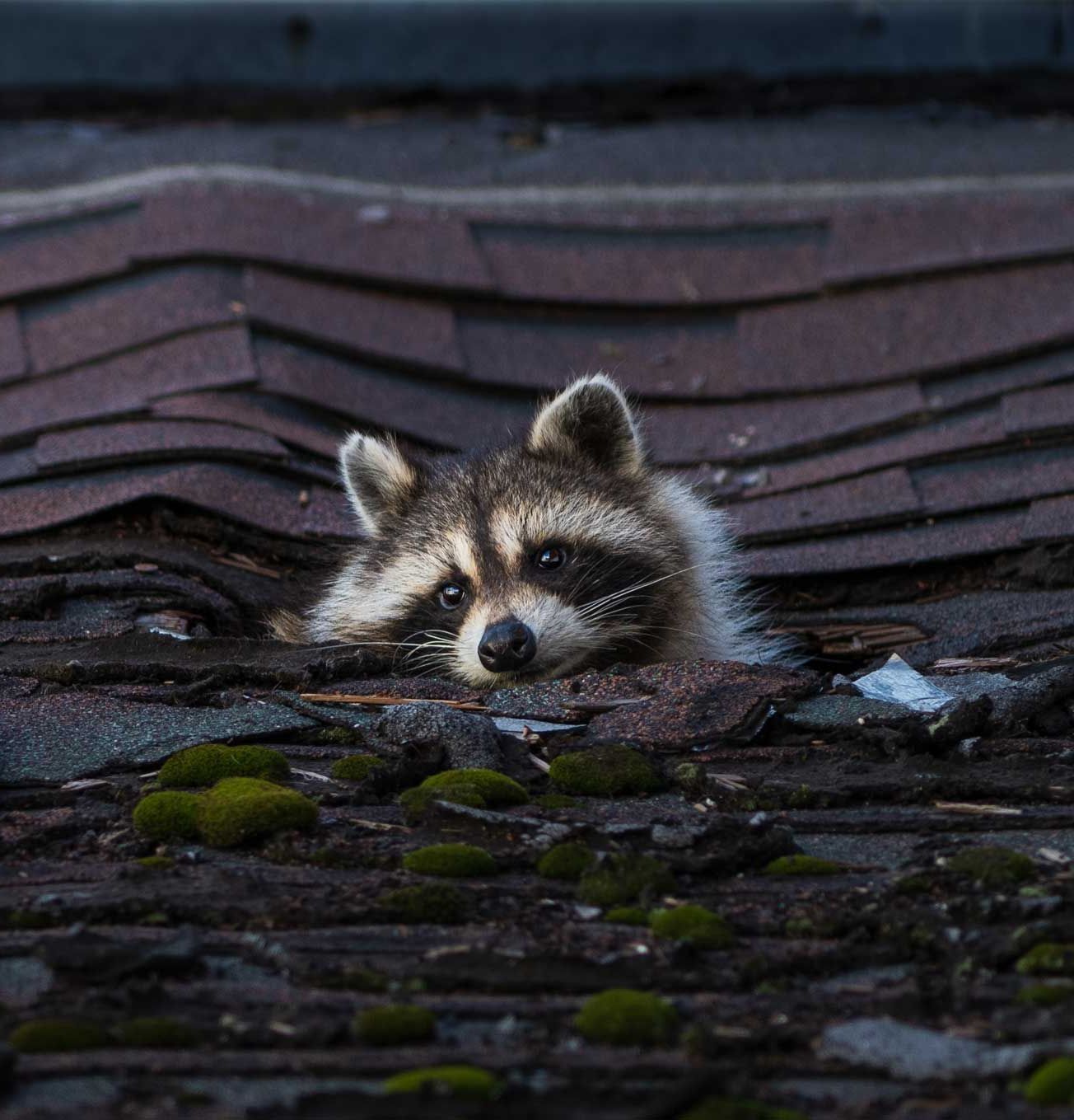 Raccoon peeking over a shingled roof at dusk, with mossy stones below
