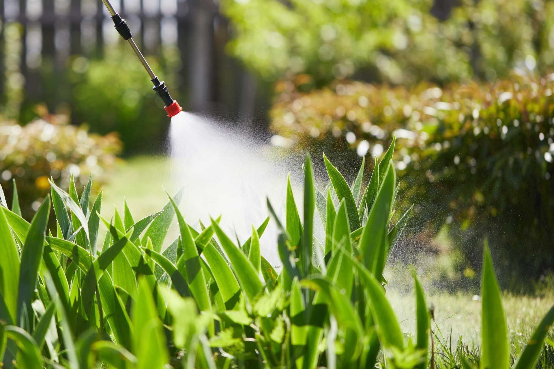 Garden sprinkler watering green plants and grass in a sunny yard