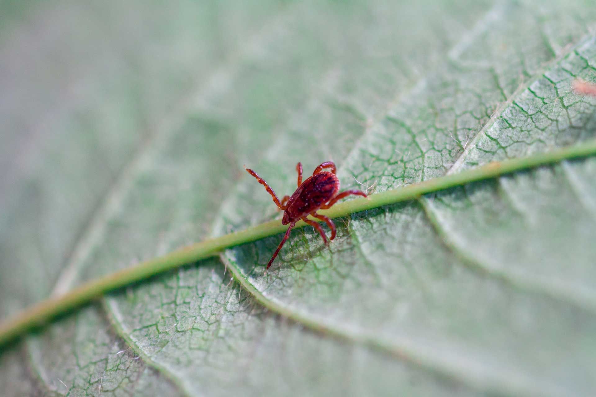 Red spider on a green leaf vein, close-up.