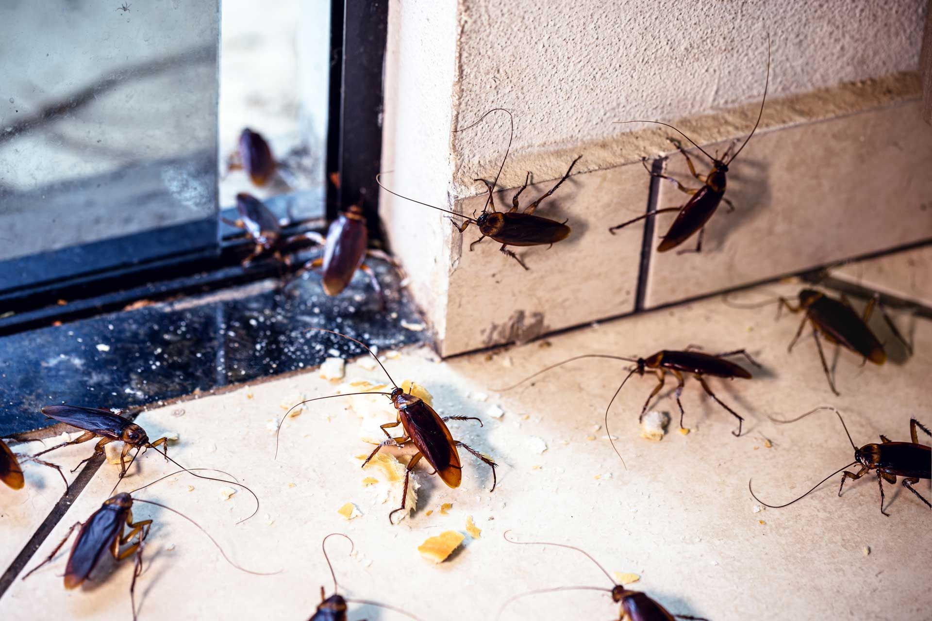 Several cockroaches scattered on a kitchen floor by a window and wall corner