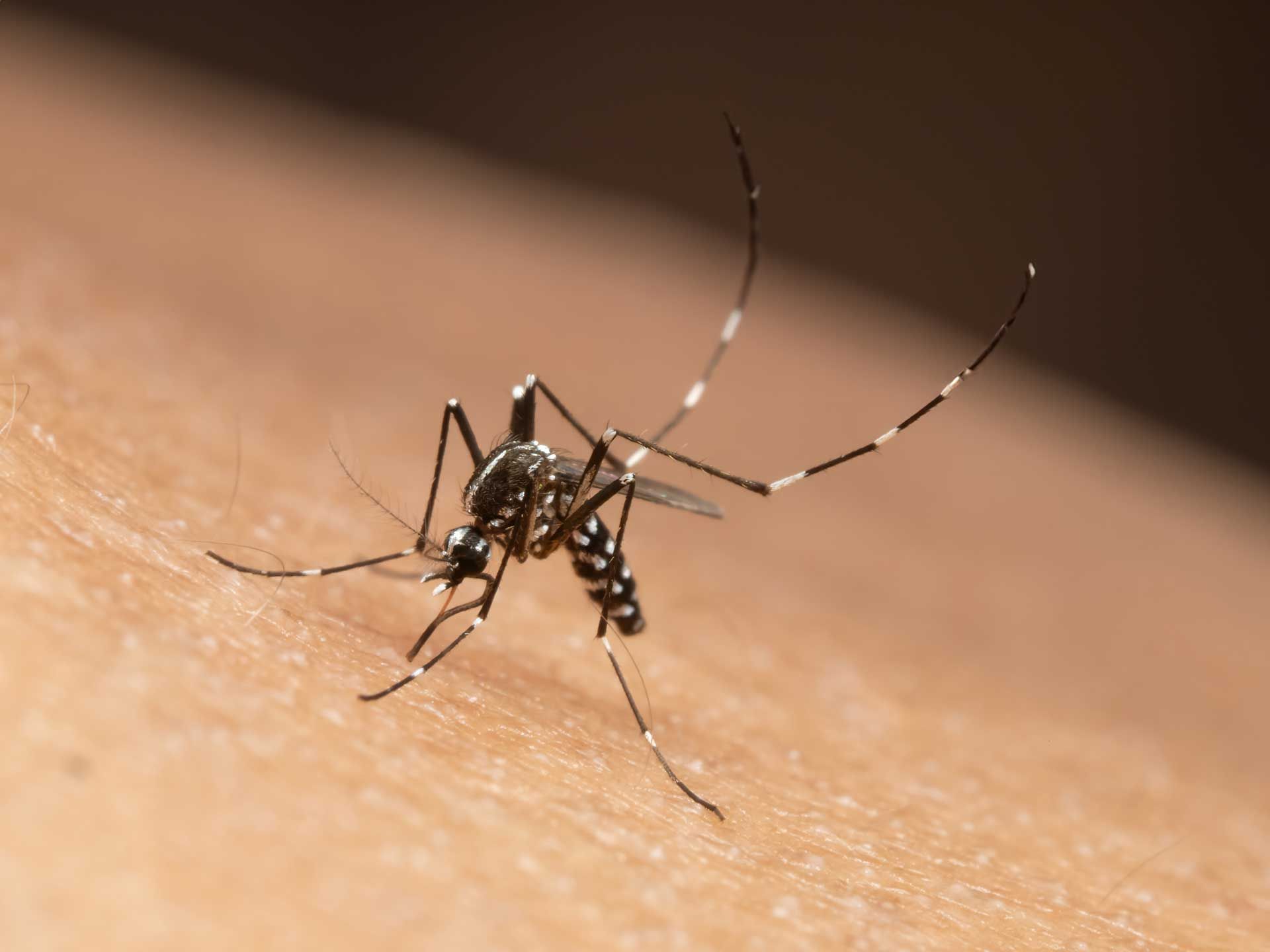 Mosquito resting on human skin, with long legs and striped body.