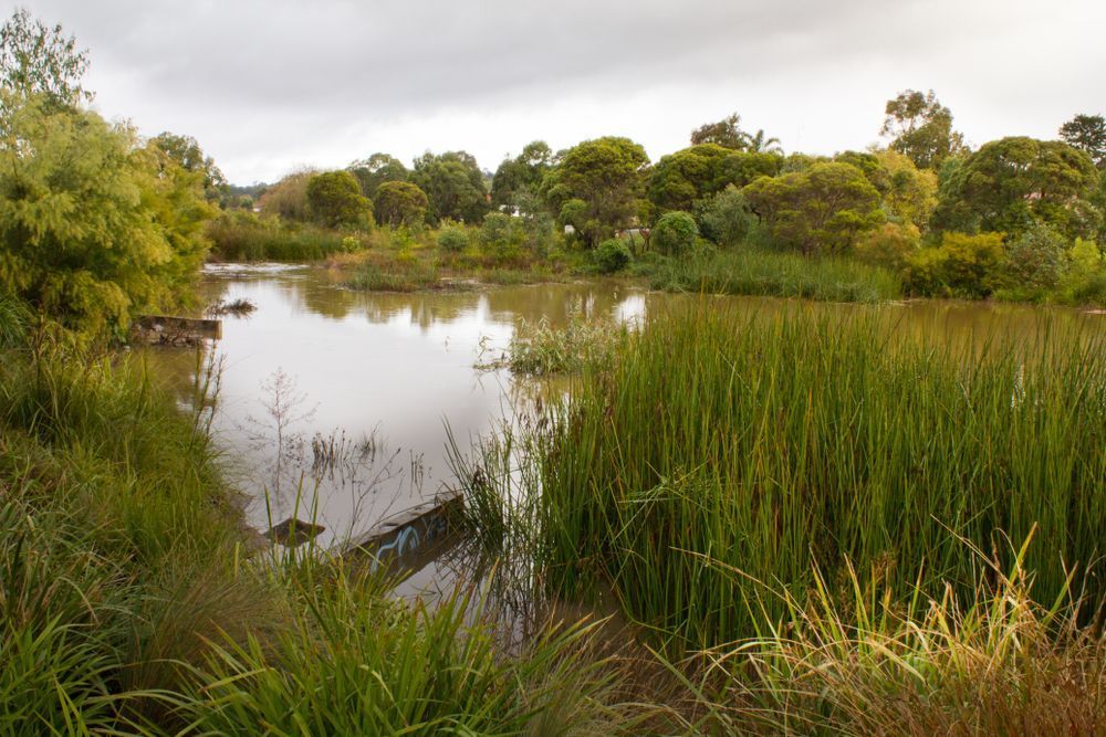 A Large Body of Water Surrounded by Tall Grass and Trees — Newcastle Moving & Storage in Cardiff, NSW