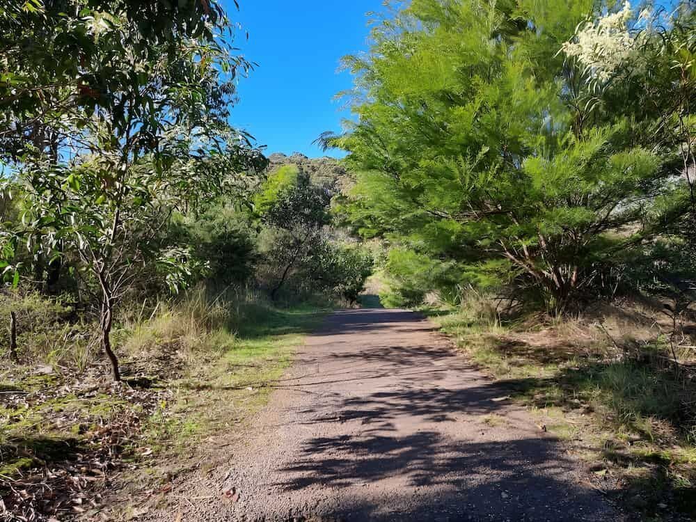 A Dirt Road Surrounded By Trees On A Sunny Day — Newcastle Moving & Storage in Wallsend, NSW