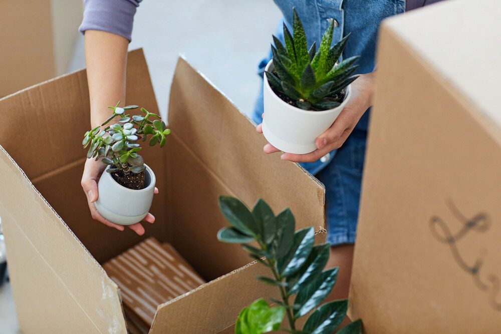 A Person Is Putting Potted Plants In A Cardboard Box — Newcastle Moving & Storage in Warnervale, NSW