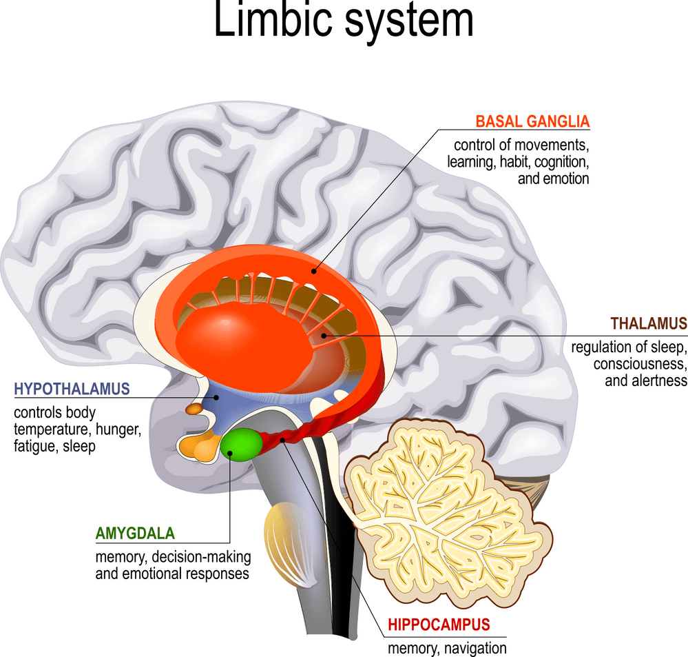 Diagram of the limbic system, with brain anatomy labeled: hypothalamus, amygdala, hippocampus, thalamus, and basal ganglia.