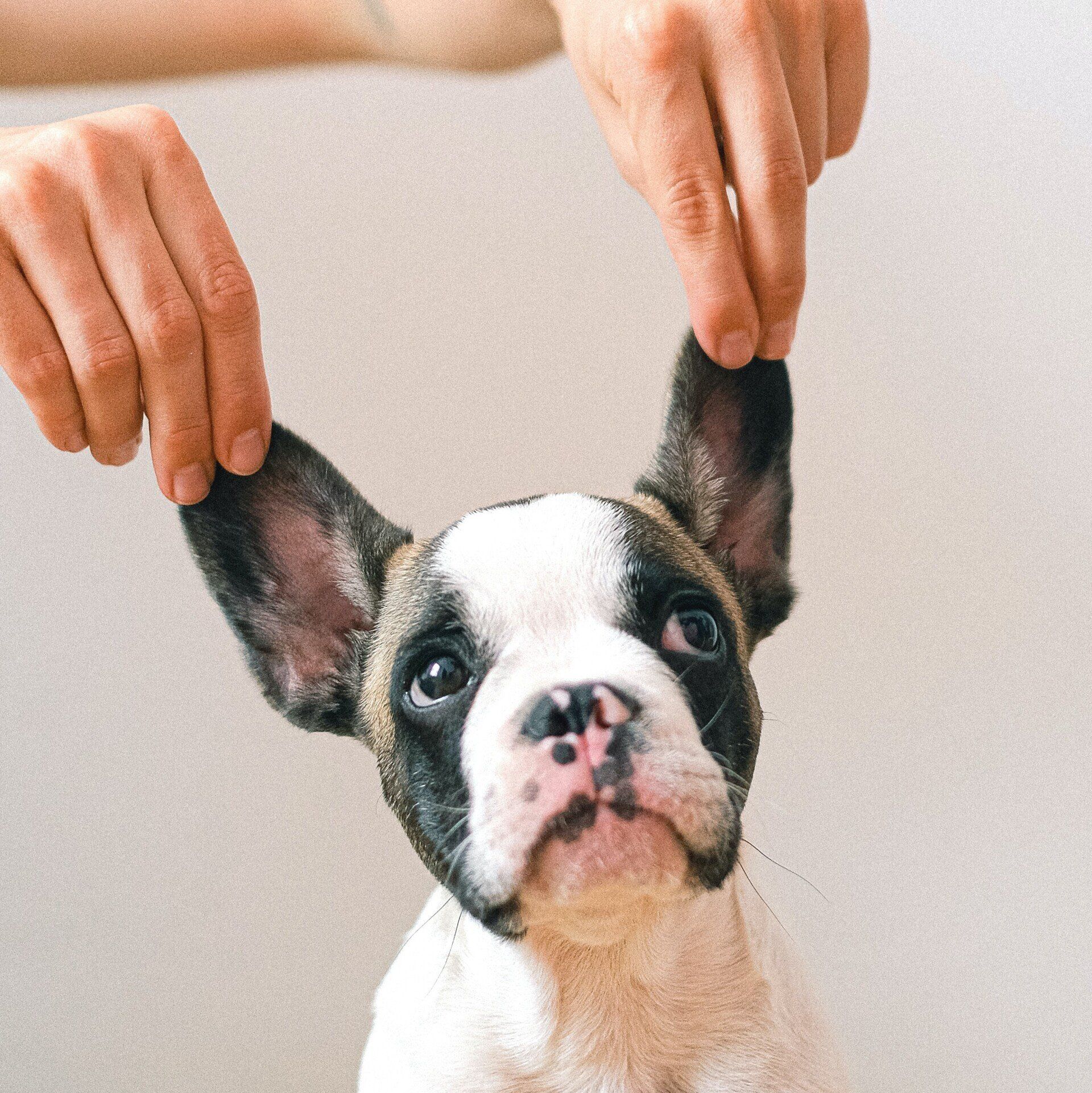 Hands holding up a French bulldog's ears, which has a white and brown face, looking up.