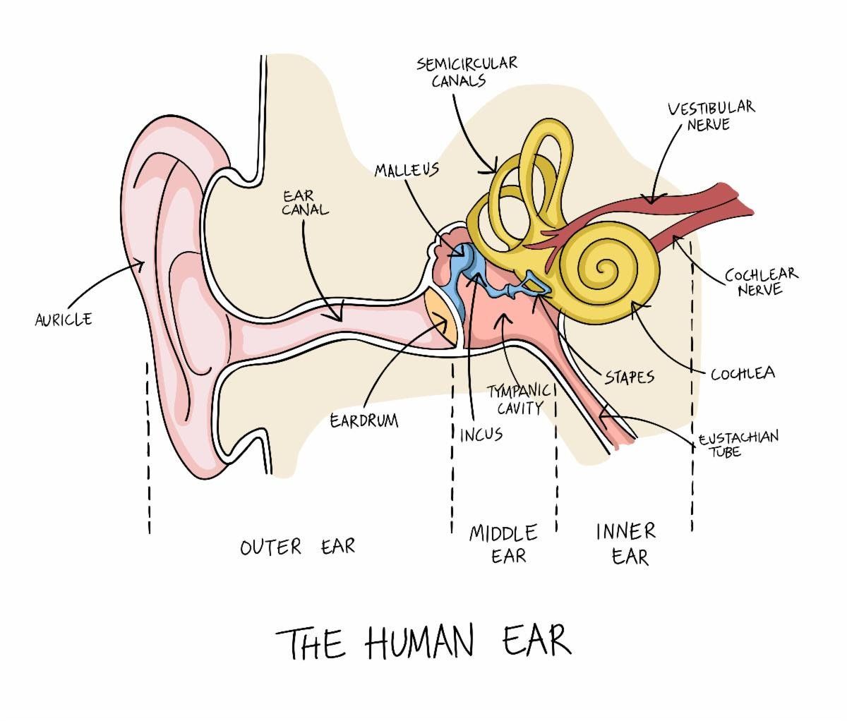 Diagram of the human ear, illustrating the outer, middle, and inner ear components in various colors.