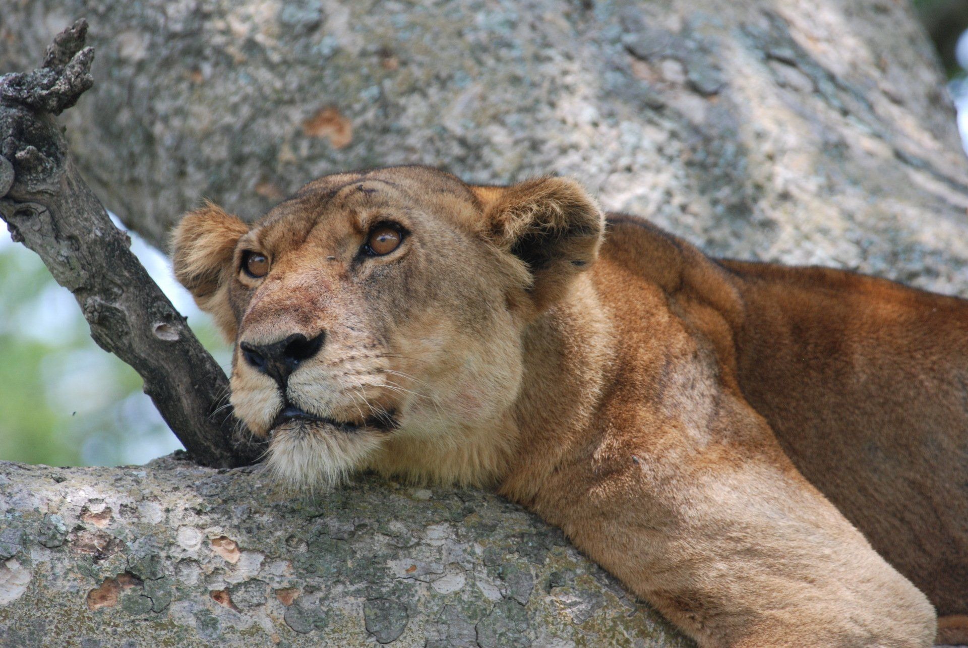 A tan lioness rests on a large tree branch, looking upward with a calm expression.