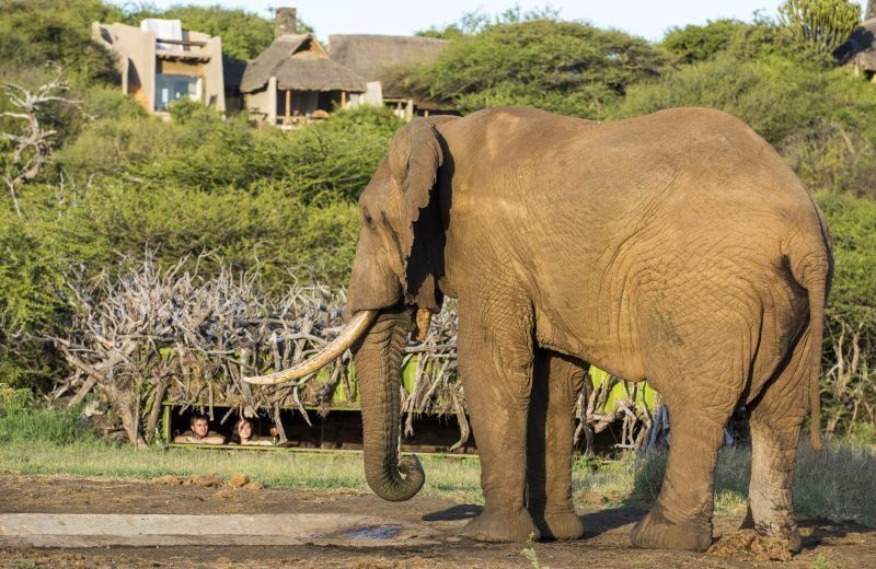 An elephant stands near a watering hole in front of a rustic lodge set against a backdrop of trees and brush.