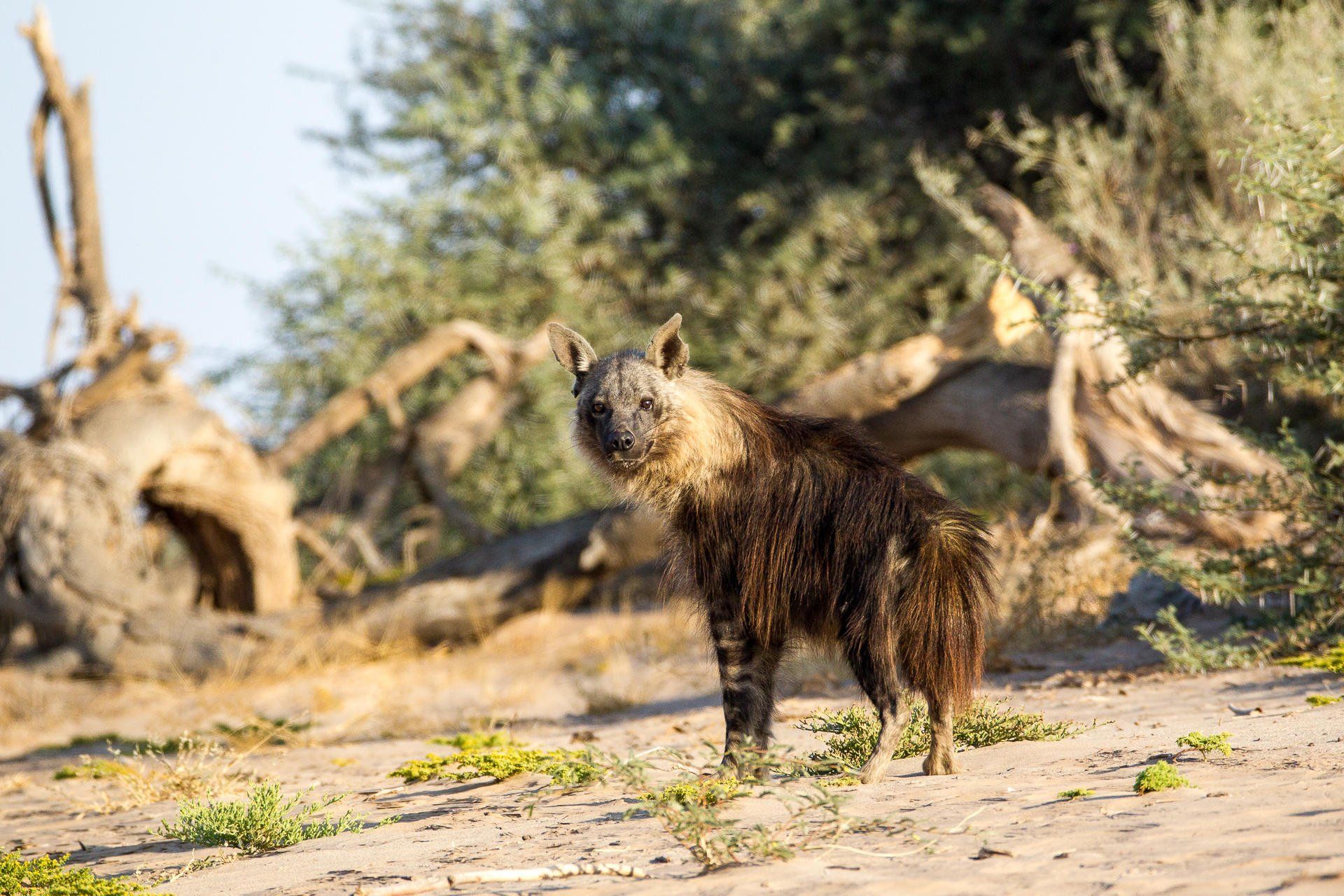 A brown, shaggy-haired brown hyena stands on sandy ground in front of dry brush and trees, looking toward the camera.