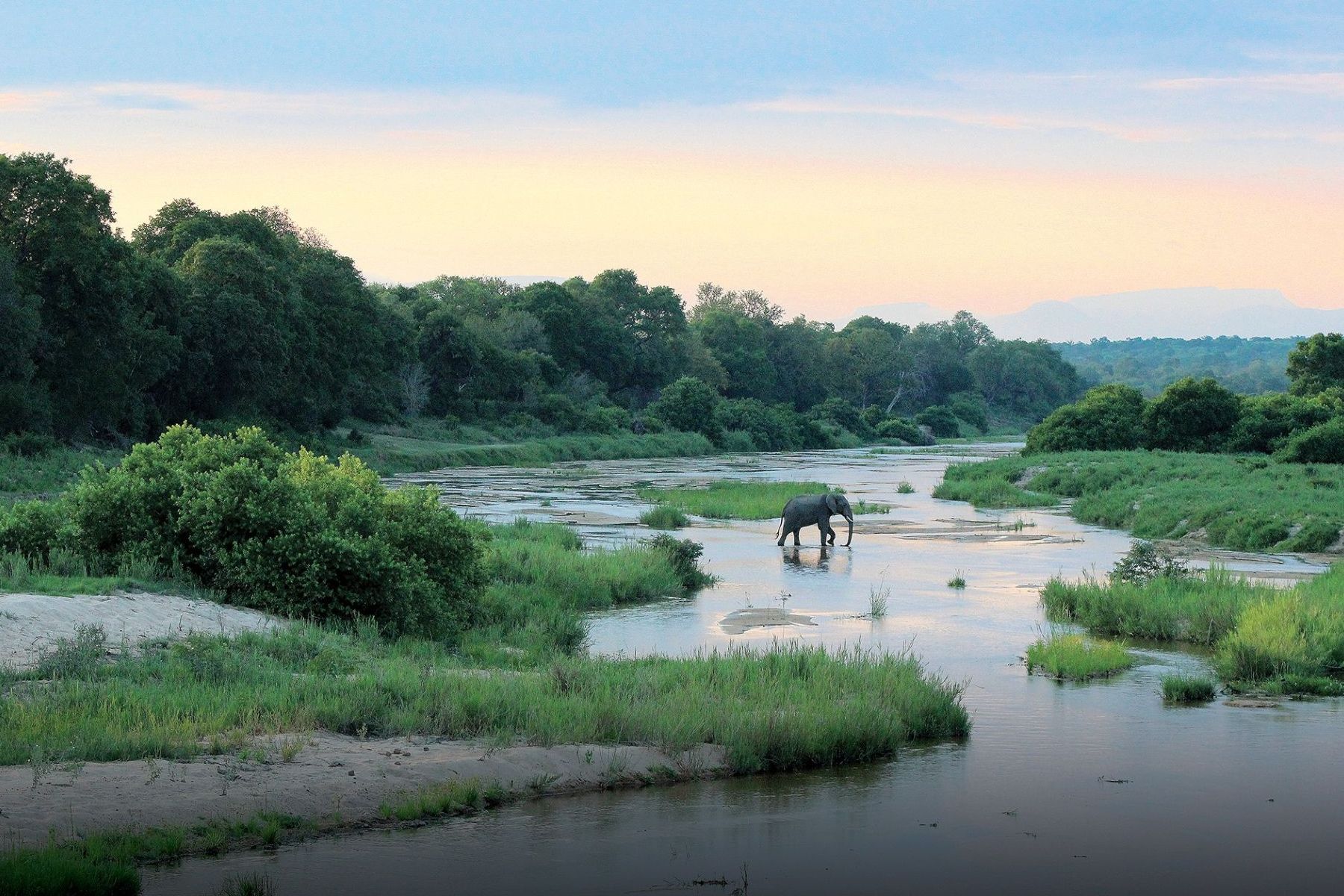 A lone elephant walks across a shallow, grassy river at dusk, framed by lush trees under a pale, soft-colored sky.