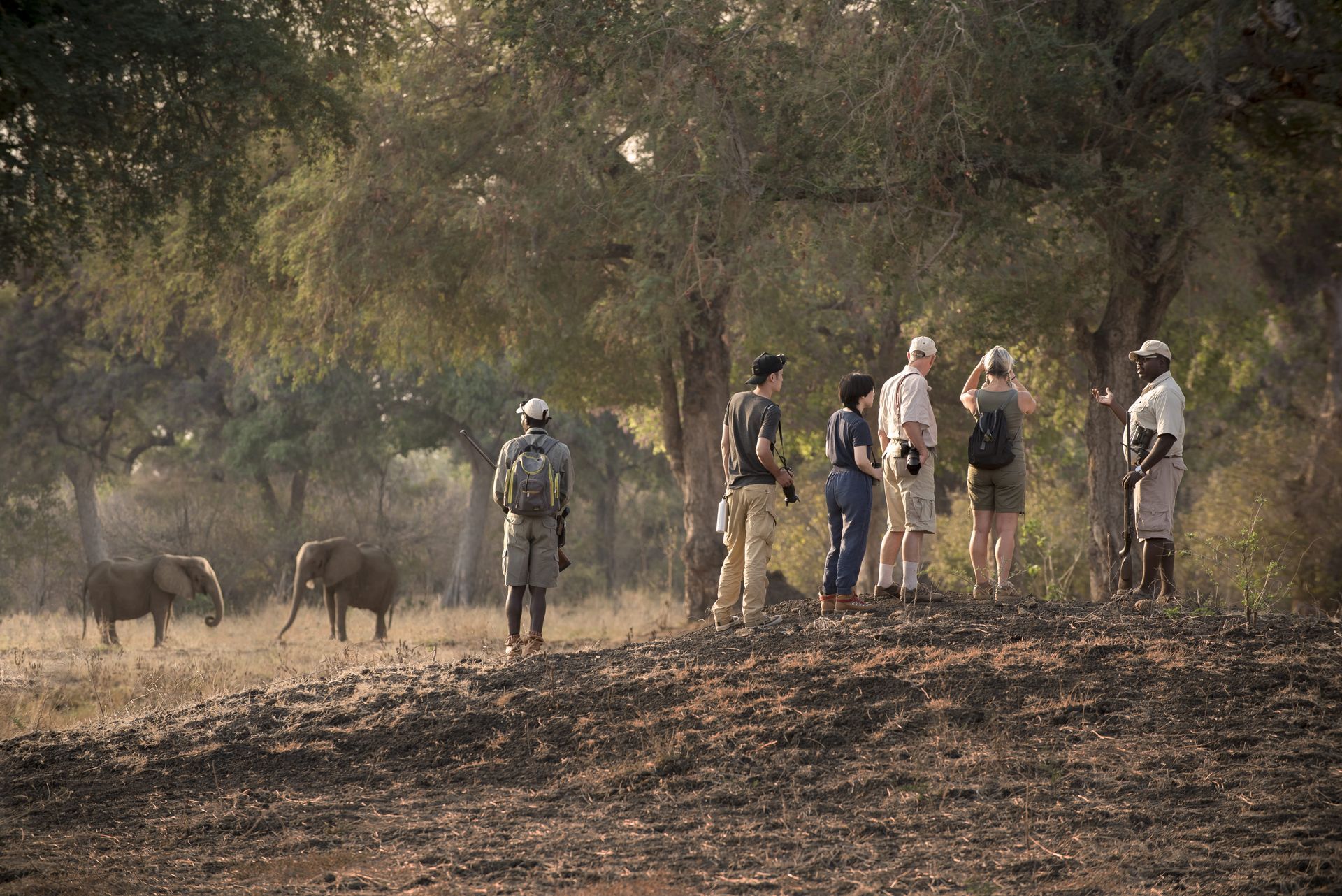 A small group of people on a guided wildlife walk observe two elephants in a sunny, wooded savanna landscape.