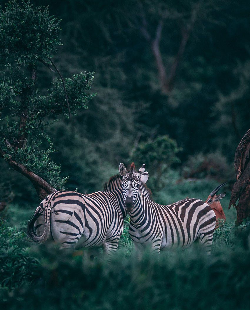 Two zebras stand close together in a lush, dark green forest setting.