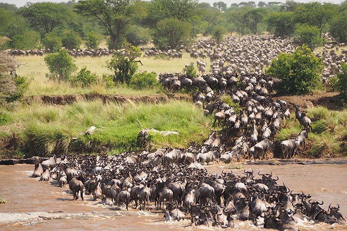 A vast herd of wildebeest crossing a brown river in a grassy savanna landscape.