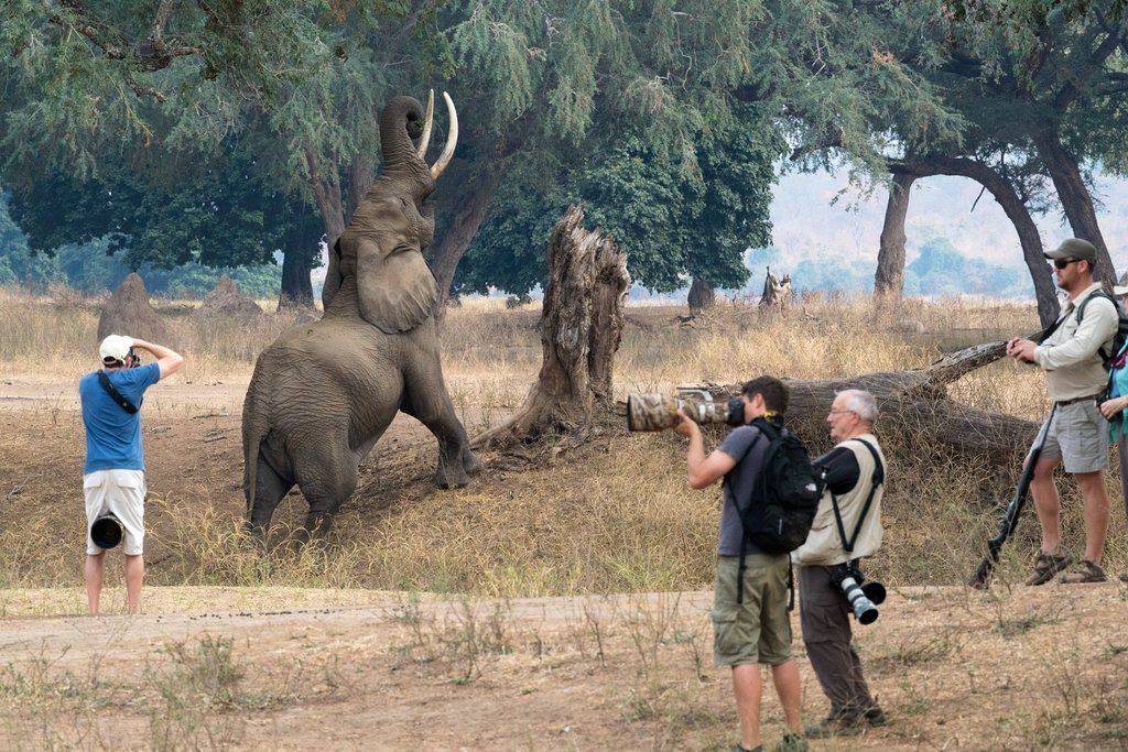 Several photographers stand on a grassy field, capturing an elephant reaching up toward the branches of a large tree.