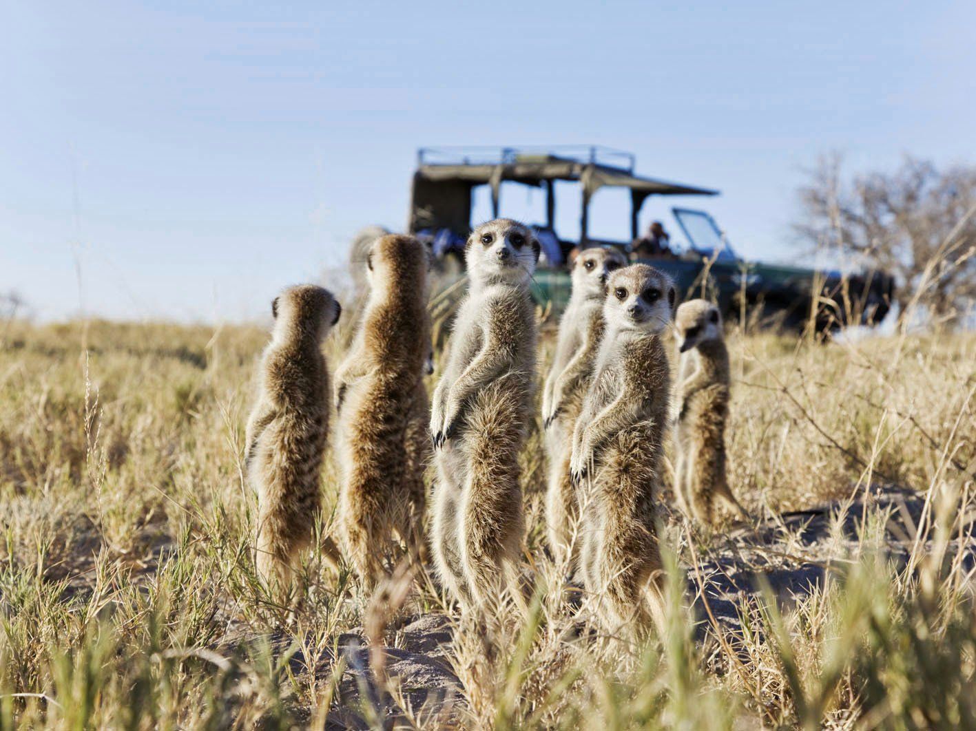 A group of meerkats stands alert in tall, dry grass in front of an off-road safari vehicle in an open, sunny landscape.
