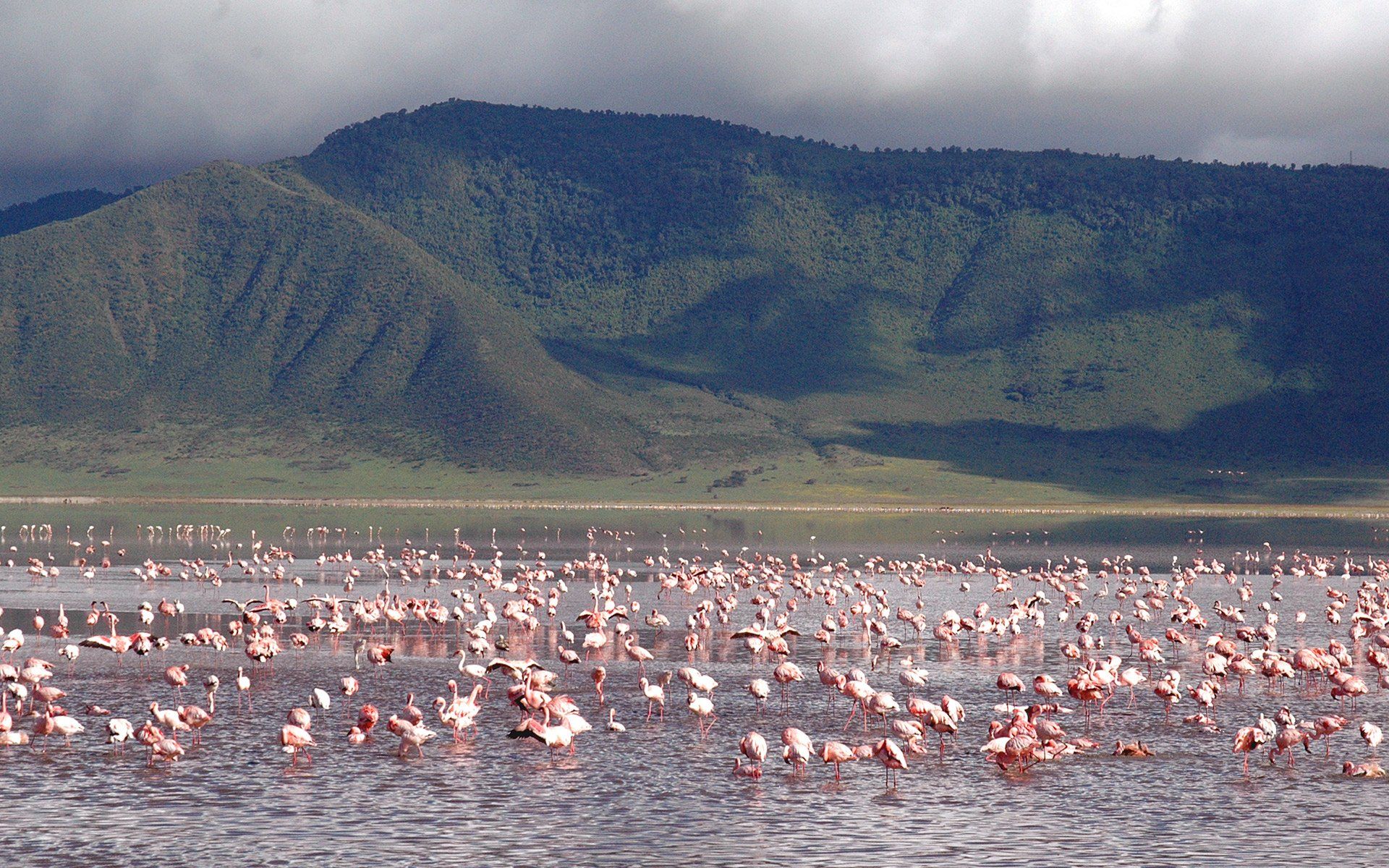 A large flock of pink flamingos wading in a lake with mountains in the background under a cloudy sky.