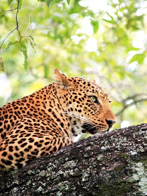 A leopard with a spotted golden coat rests on a thick, textured tree branch amidst bright, out-of-focus green foliage.