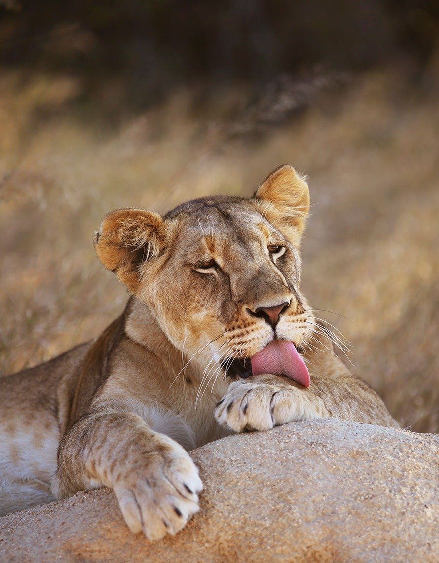 A lion rests on a rock in a dry, grassy field, licking its paw with its tongue out.
