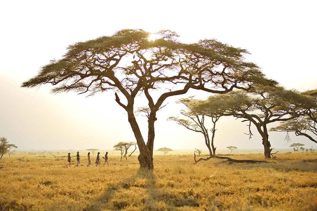 A group of people walks across a golden savanna landscape toward a large acacia tree backlit by the sun.