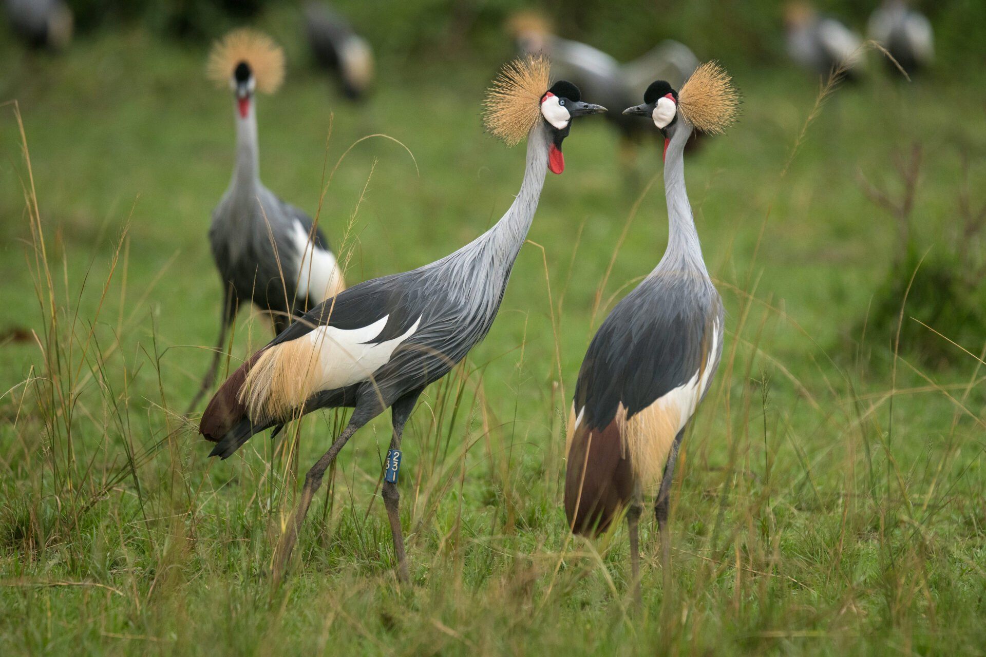 Three grey crowned cranes standing in a grassy field, with two facing each other.