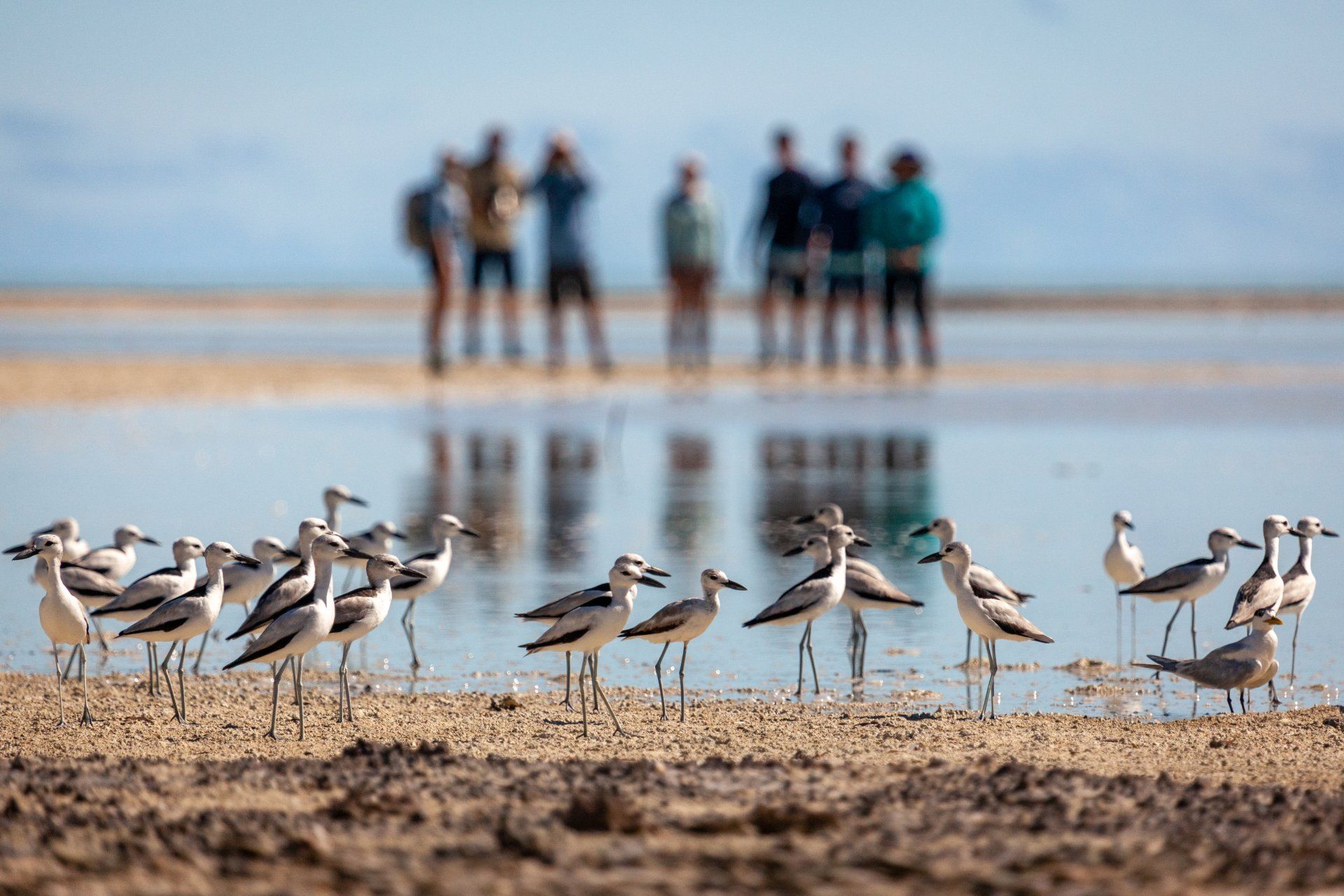 A flock of shorebirds stands on a sandy beach, with a blurred group of people standing in the background.