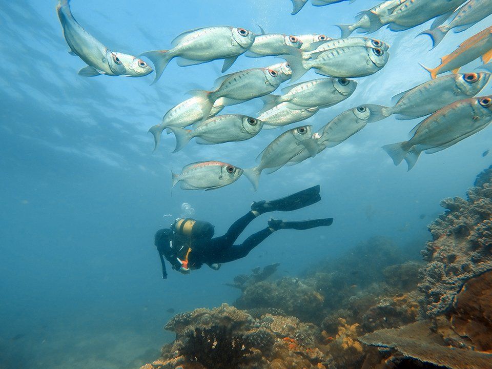 A scuba diver swims through clear blue water past a coral reef alongside a large school of silver fish.