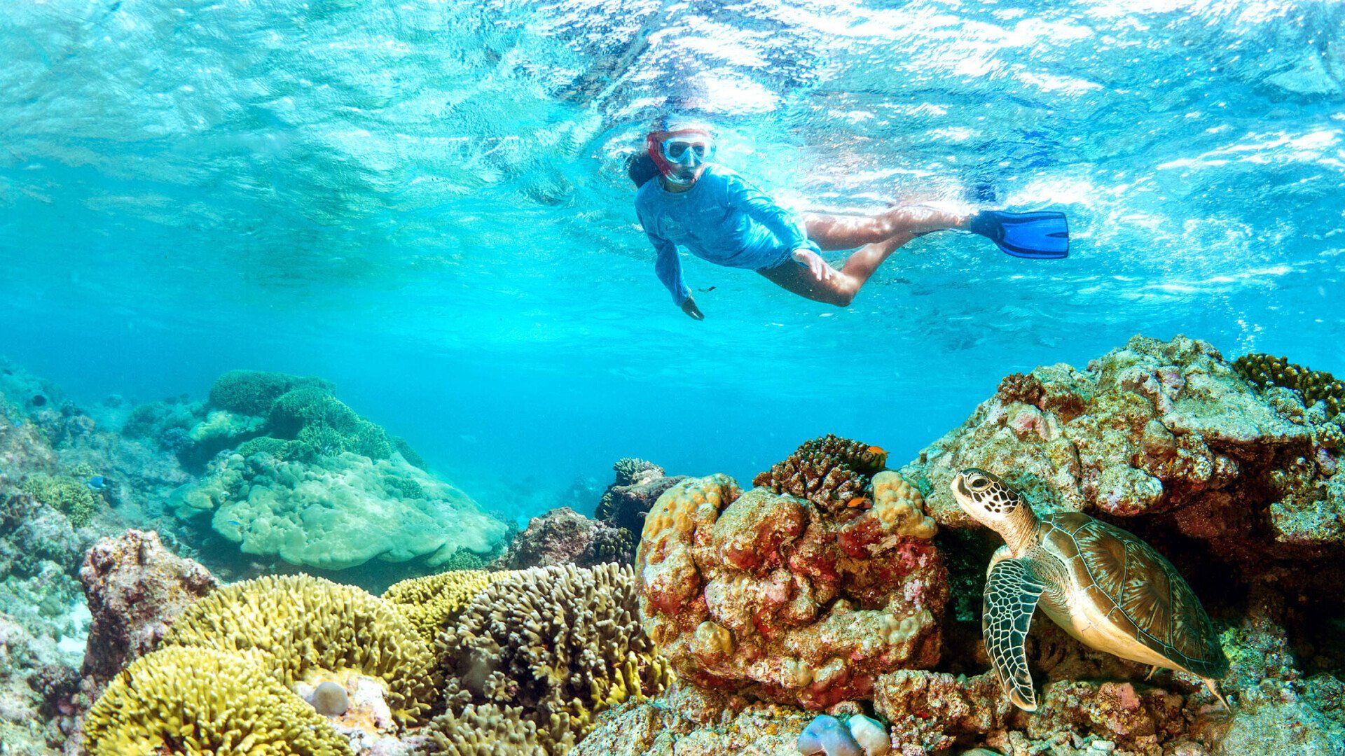 A snorkeler swims near a sea turtle resting among vibrant coral reefs in bright, clear blue water.