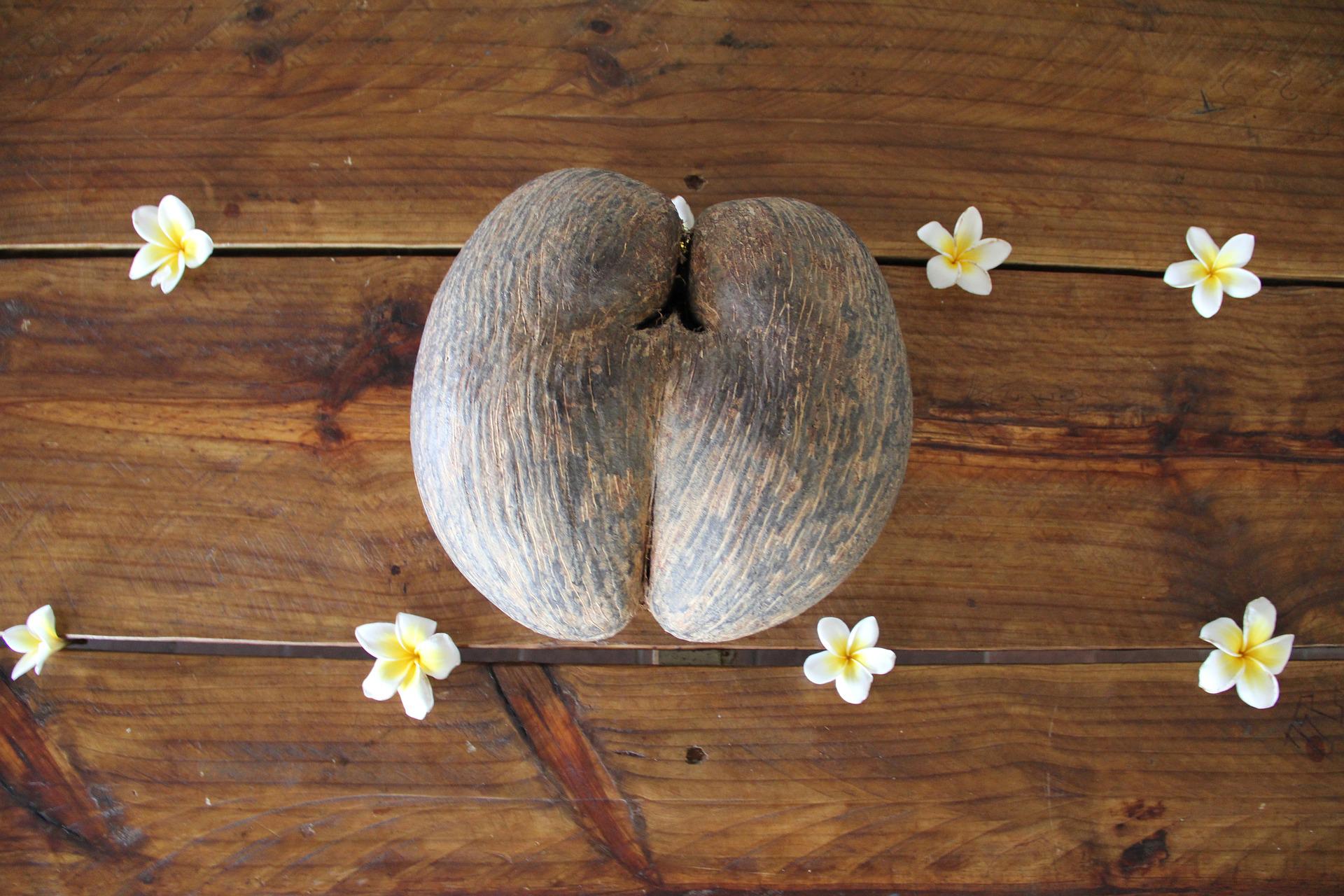 A double-lobed coco de mer seed centered on a wooden table, surrounded by six small white tropical flowers.