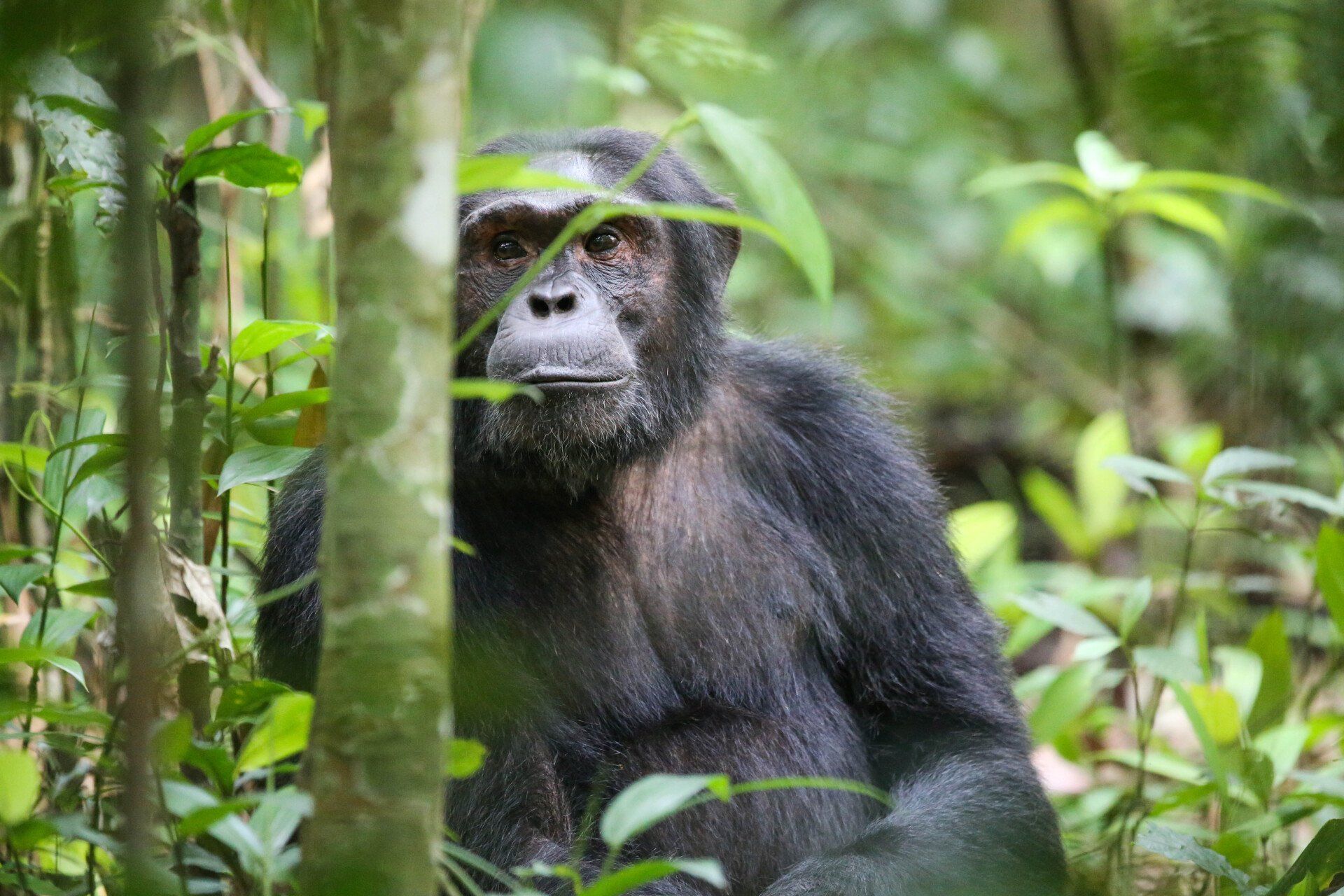 A chimpanzee peers out from behind a tree in a lush, green forest, looking directly at the camera.