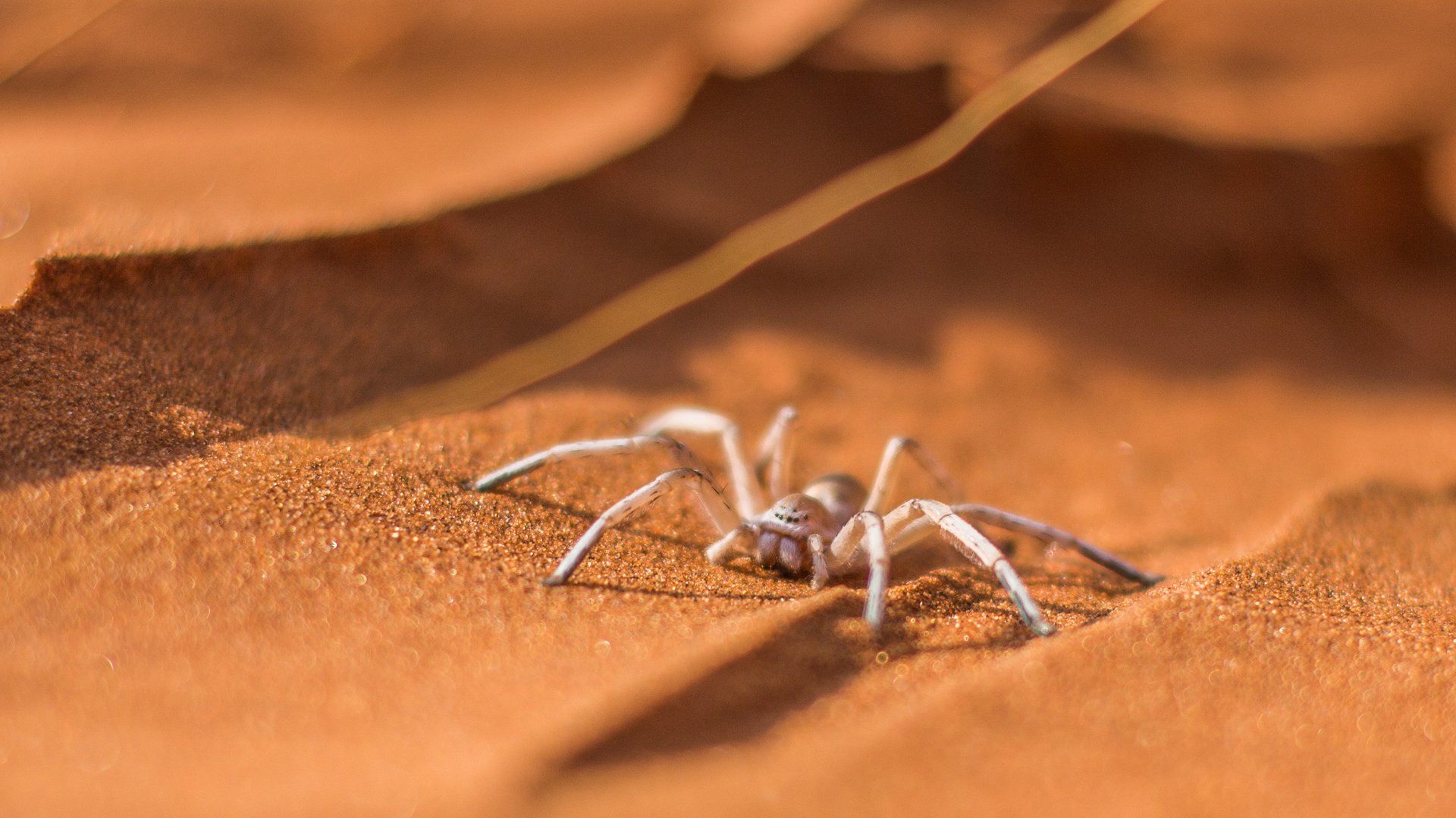 A light-colored spider crawls across the textured, orange sand of a desert dune.