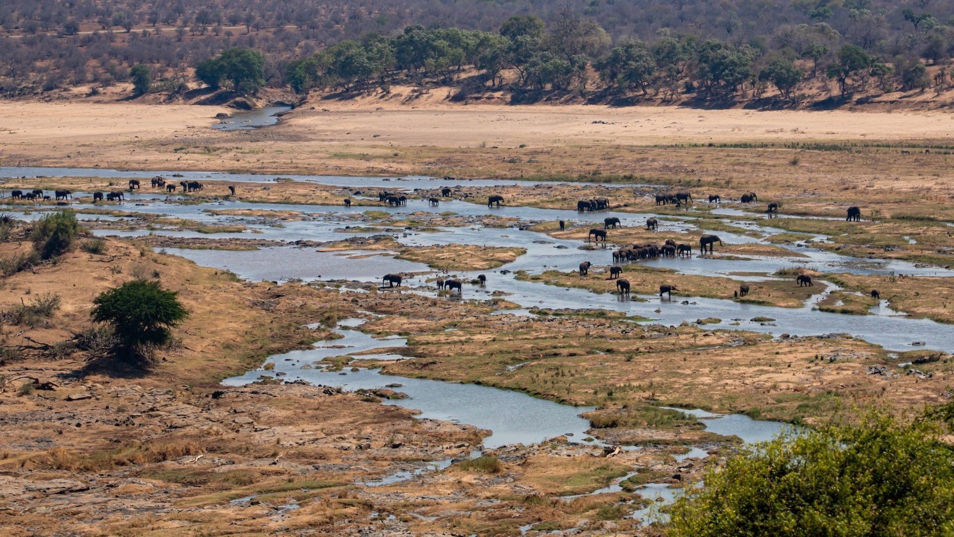 A herd of elephants gathers in a shallow, dry riverbed with scattered pools of water under a bright, sunny sky.