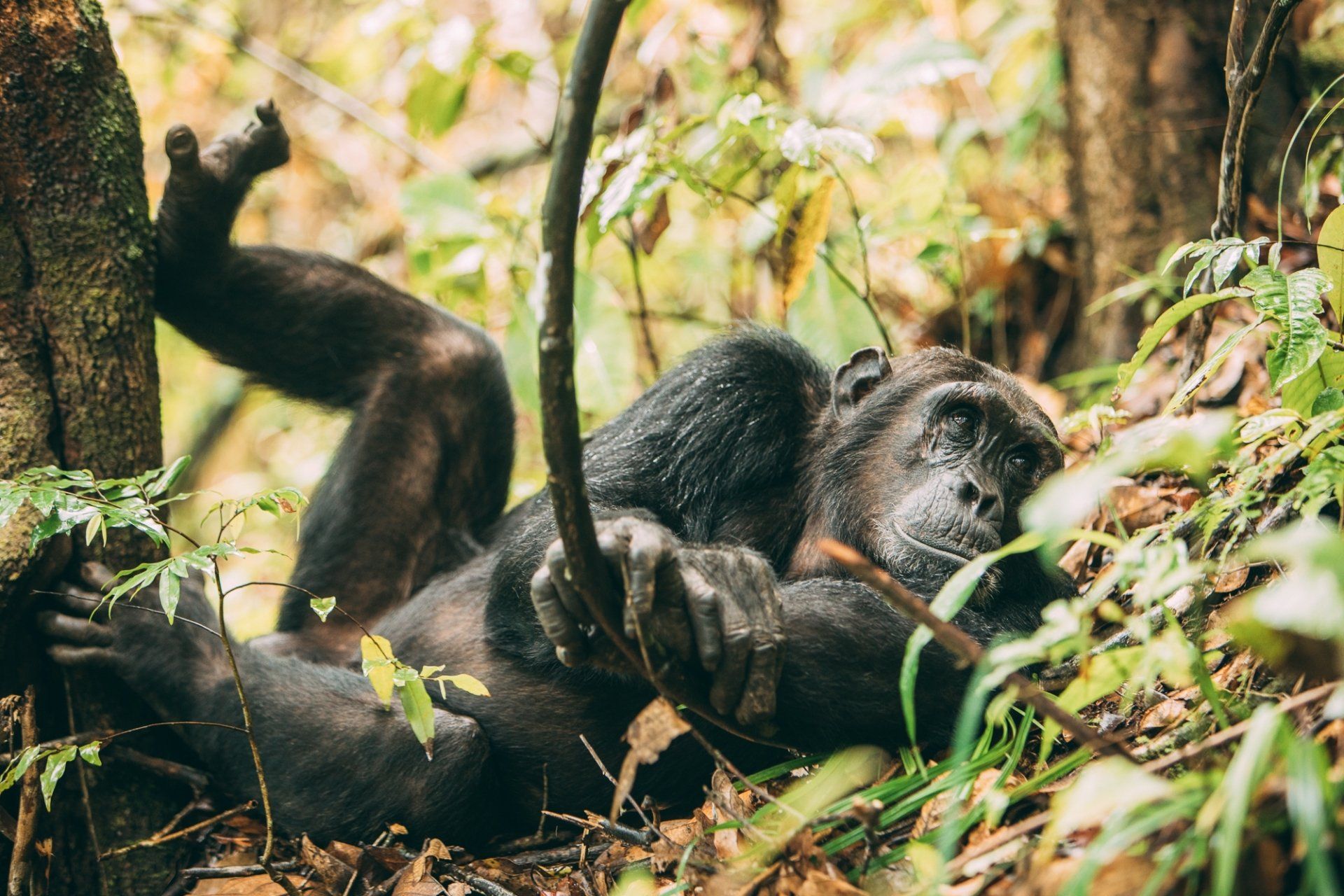 A chimpanzee lying on the forest floor, resting one hand on a vine while looking toward the camera.