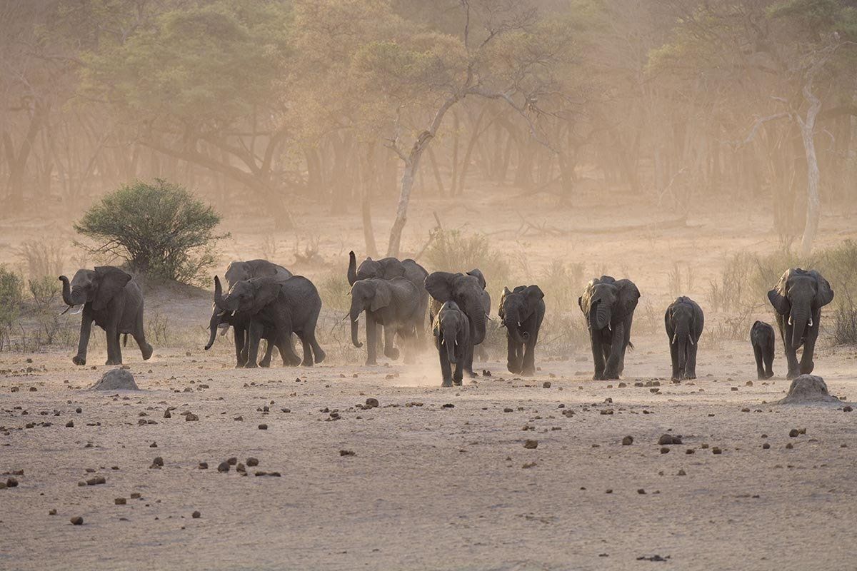A herd of elephants walks through a dry, dusty landscape with sparse trees under warm, hazy light.
