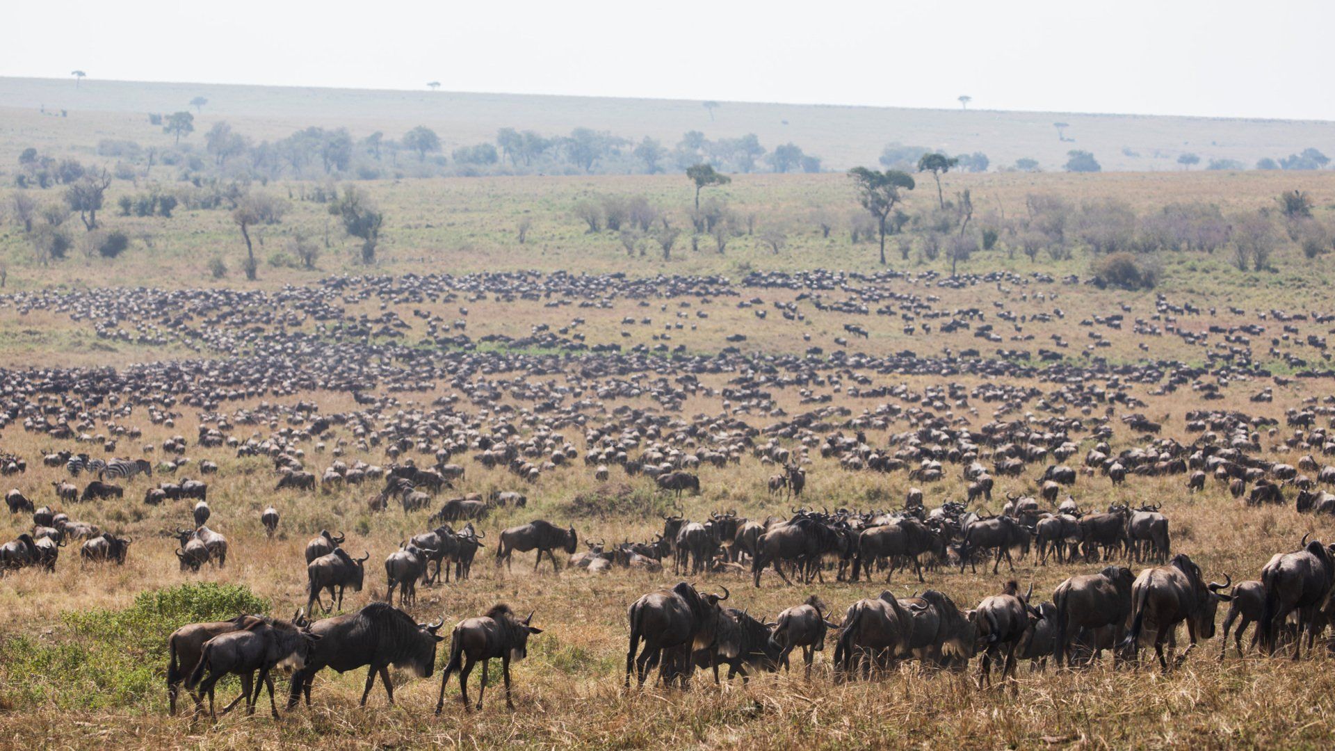 A massive herd of wildebeest grazes across a sprawling, sunlit grassy savanna.