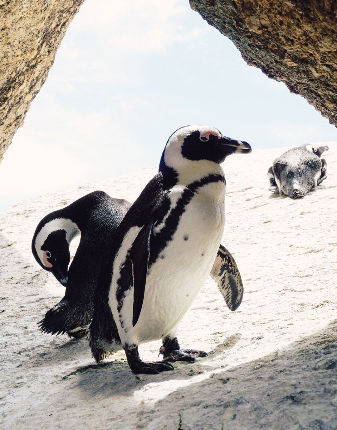 African penguins stand on a sandy beach nestled between two large rock formations.