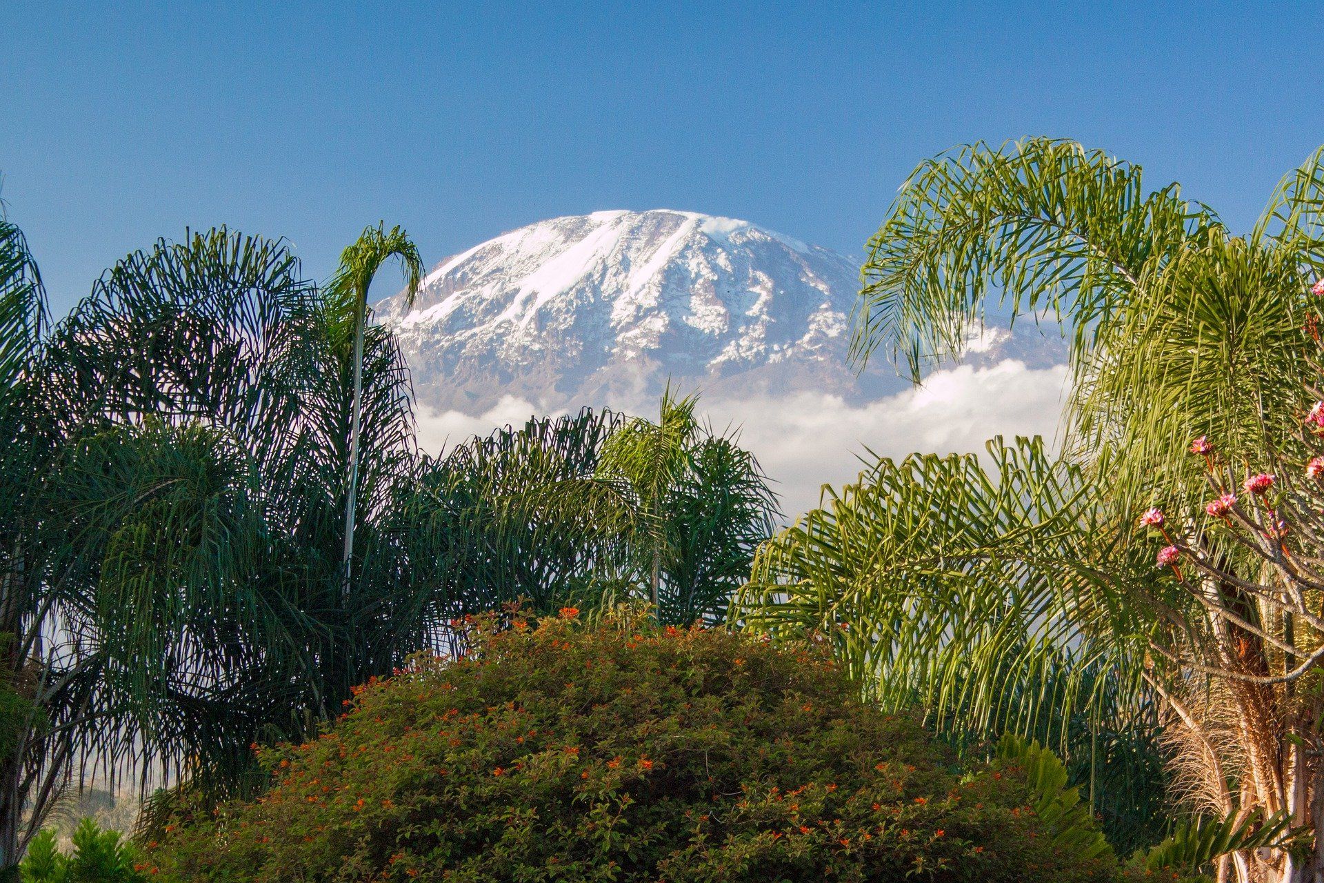 Mount Kilimanjaro with a snow-capped peak visible behind a foreground of lush green palm trees and foliage under a blue sky.