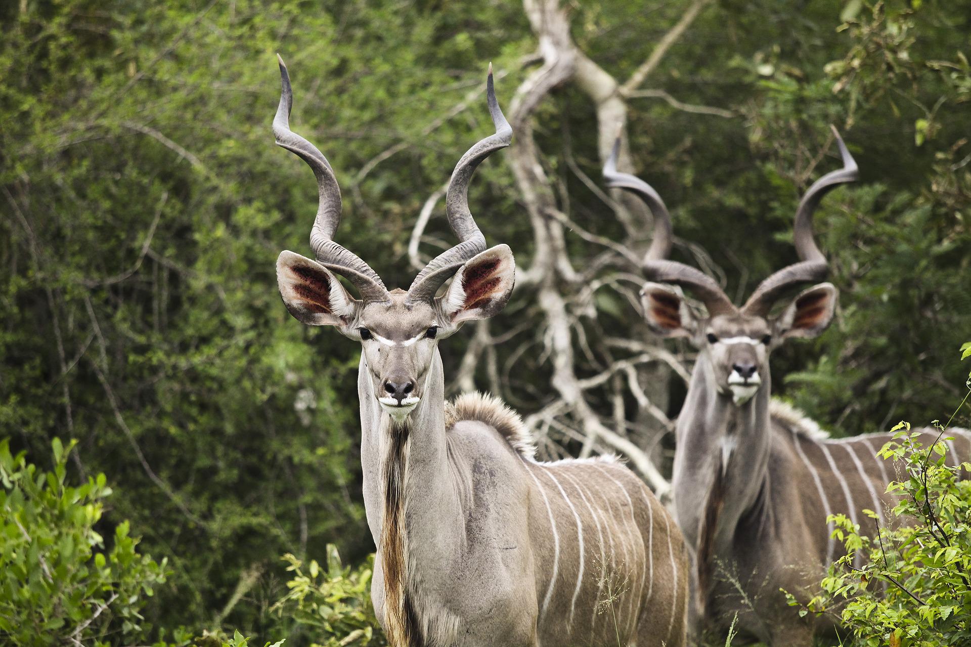 Two male greater kudu with long, spiral horns standing among lush green foliage and trees in a natural habitat.