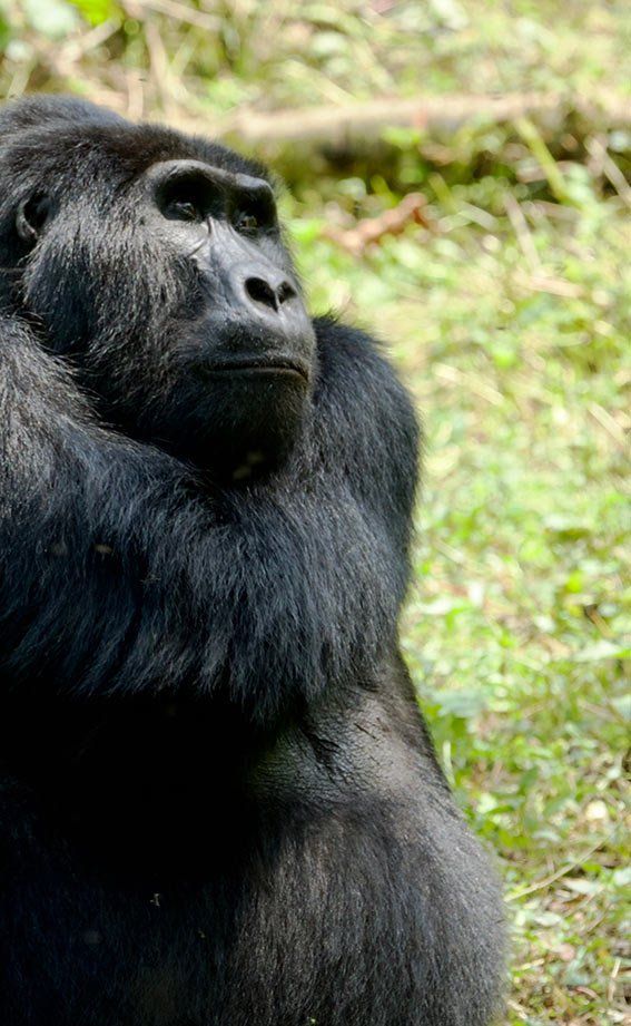A mountain gorilla with thick black fur gazes upward in a lush, green, natural forest setting.